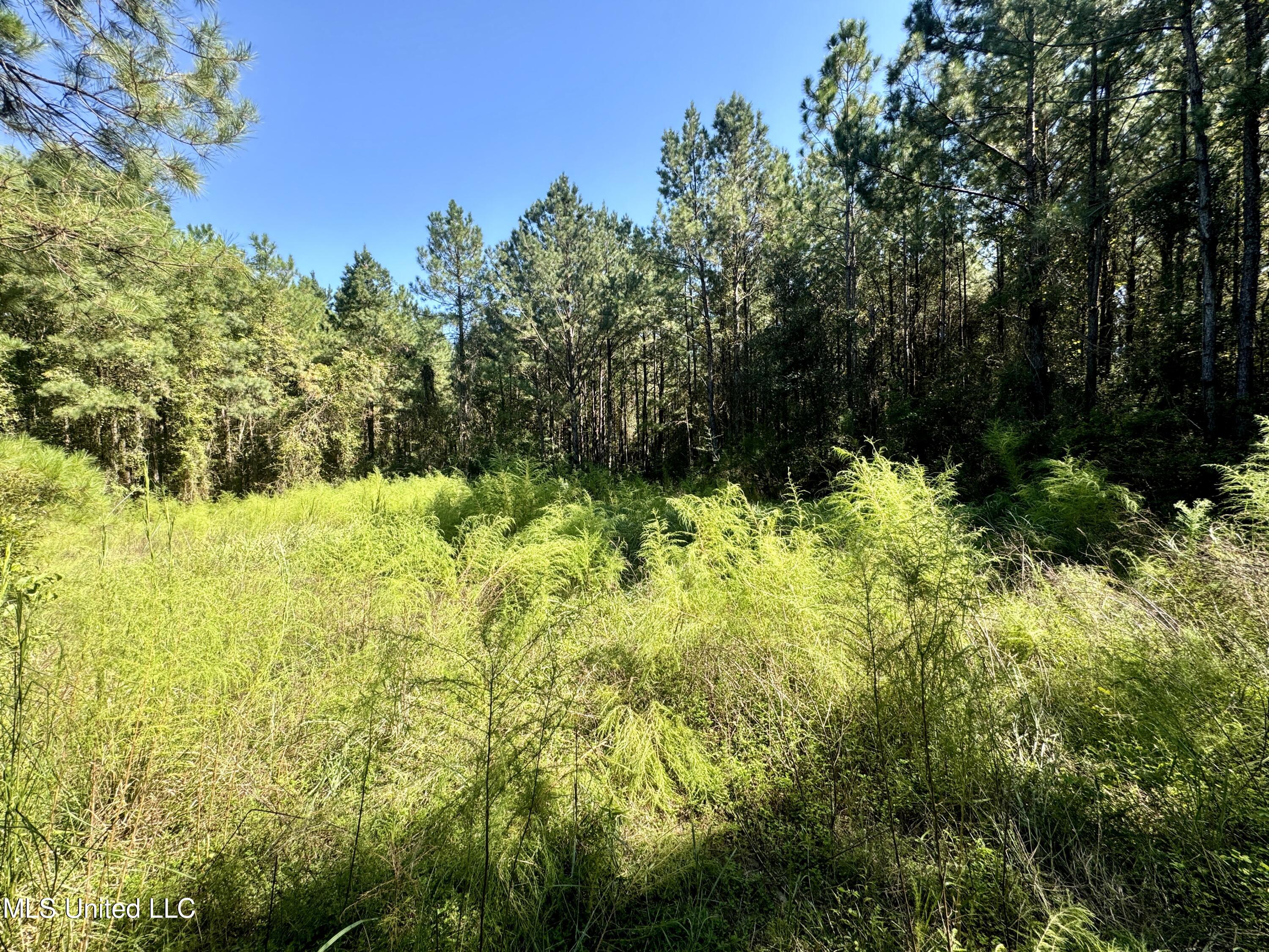 Flat Top Road Road, Picayune, Mississippi image 17