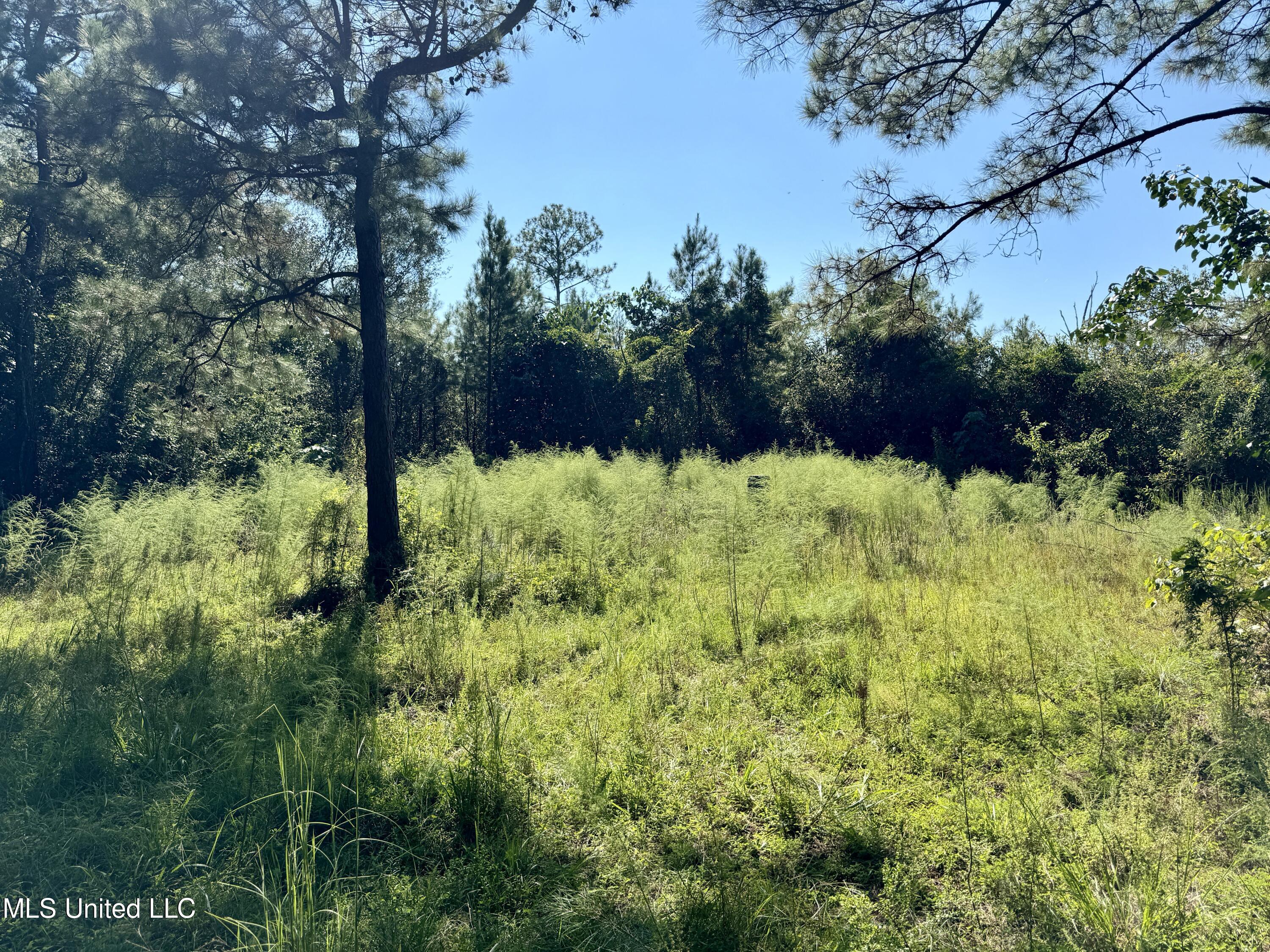 Flat Top Road Road, Picayune, Mississippi image 26