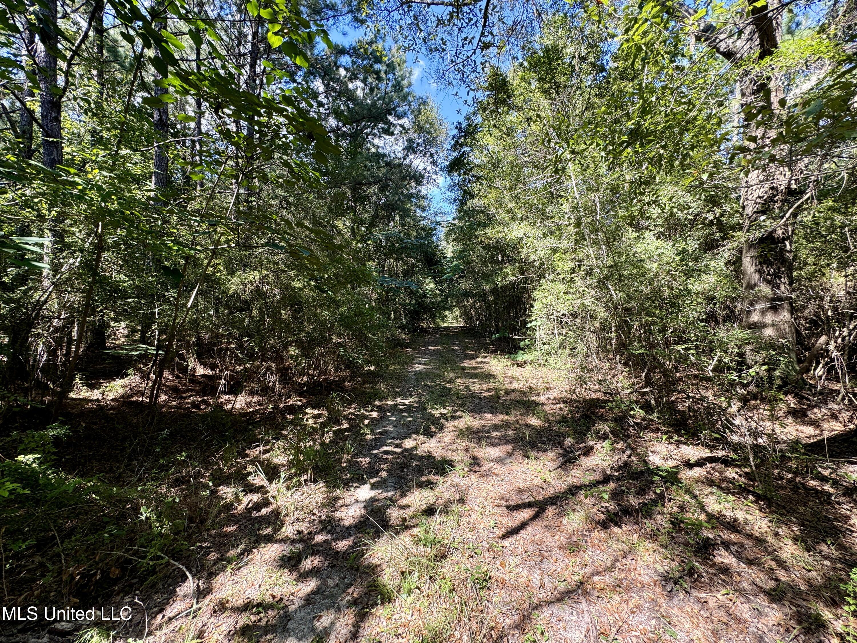 Flat Top Road Road, Picayune, Mississippi image 2