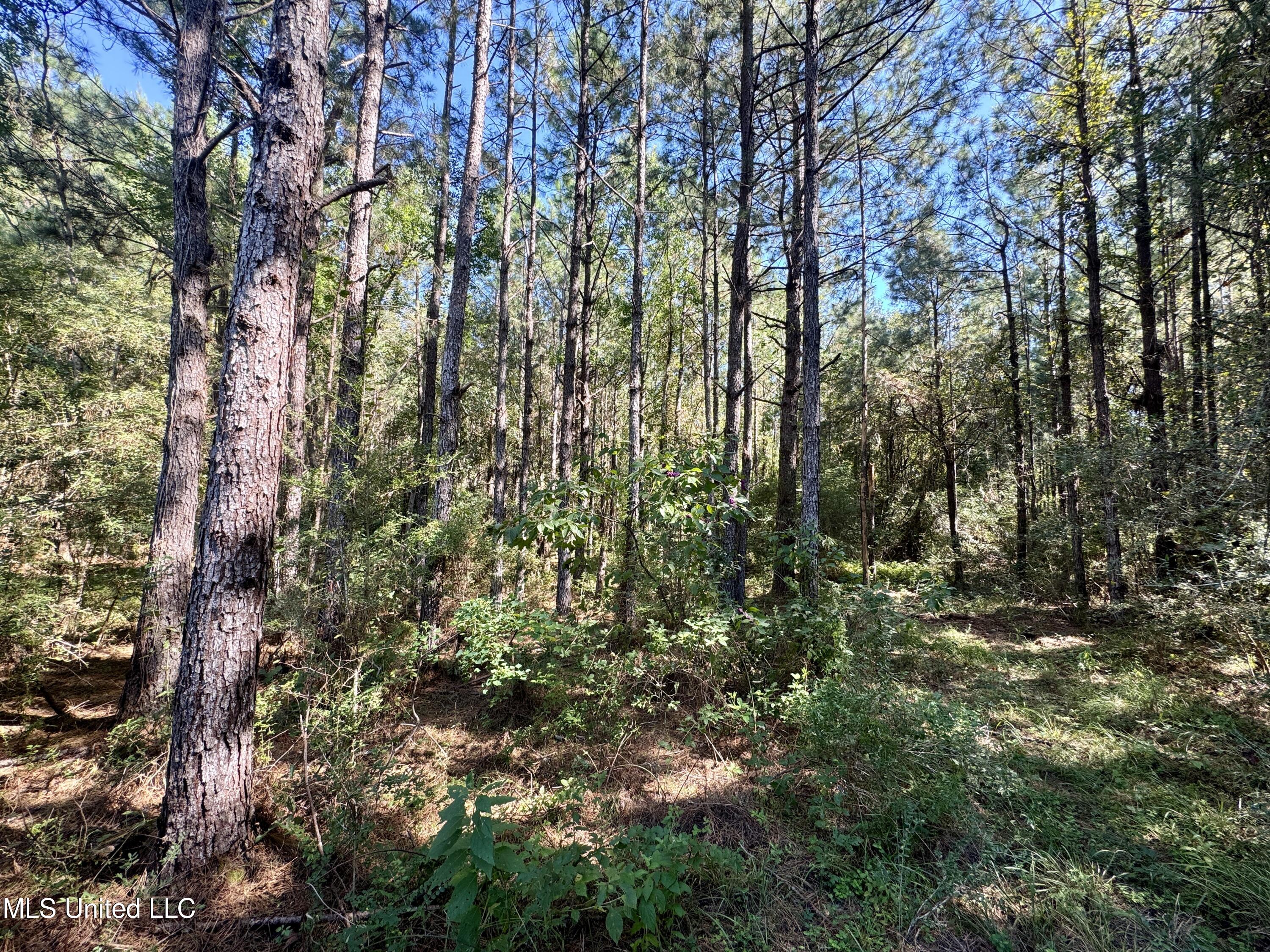 Flat Top Road Road, Picayune, Mississippi image 18