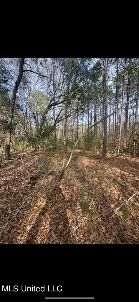 Rosemound Loop, Saint Francisville, Louisiana image 5