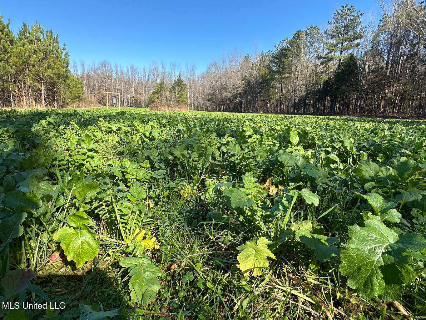 Co Rd 4120, Sallis, Mississippi image 11