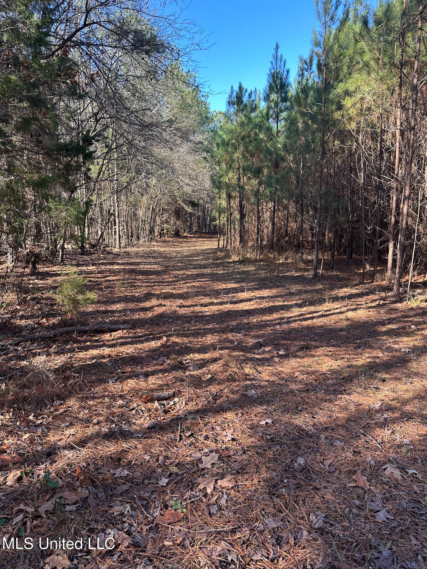 Co Rd 4120, Sallis, Mississippi image 4