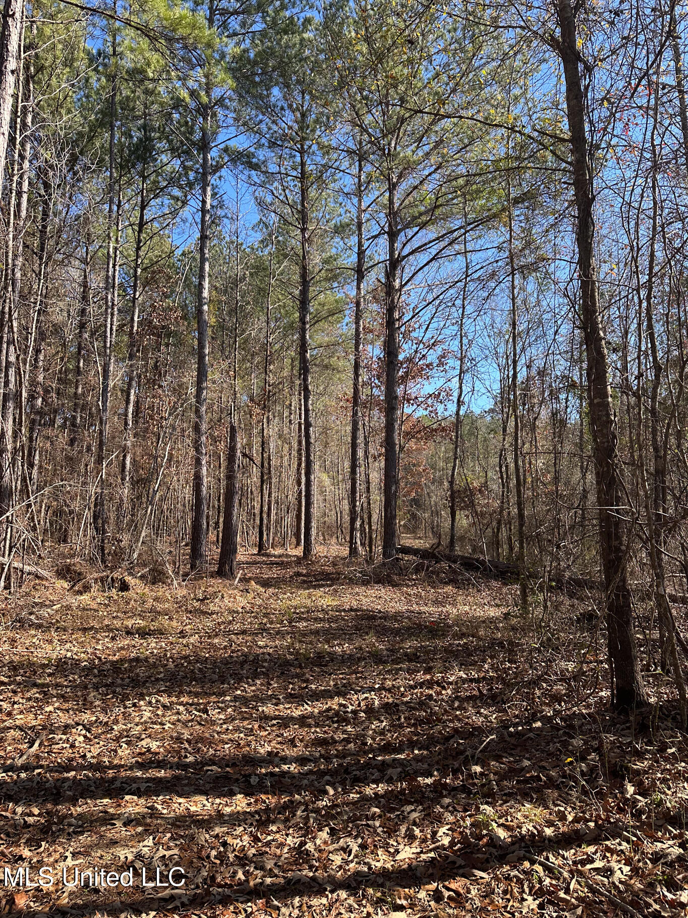 Co Rd 4120, Sallis, Mississippi image 2