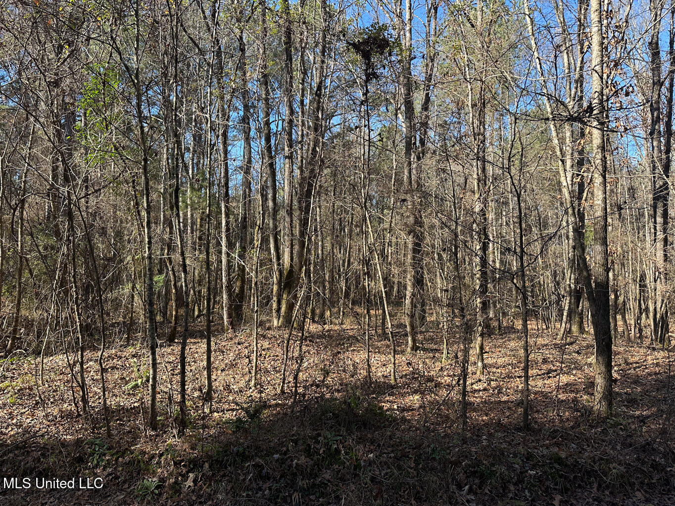 Co Rd 4120, Sallis, Mississippi image 15