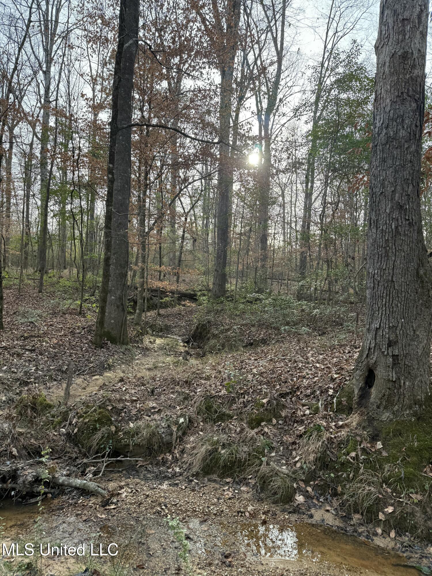 County Line Road, Summit, Mississippi image 4