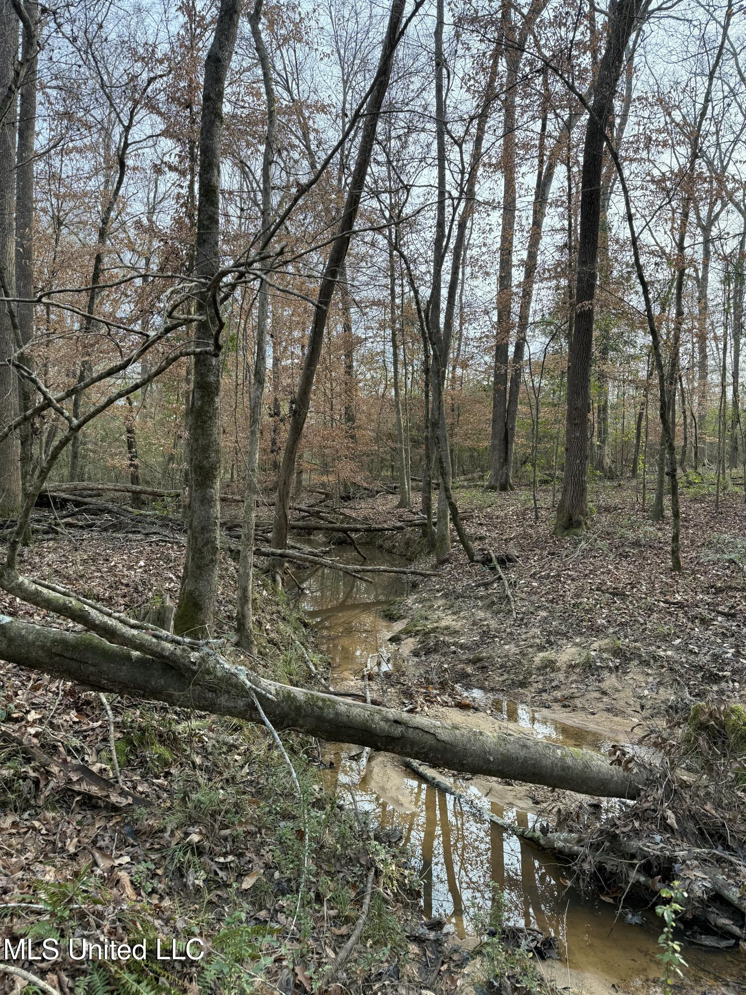 County Line Road, Summit, Mississippi image 3