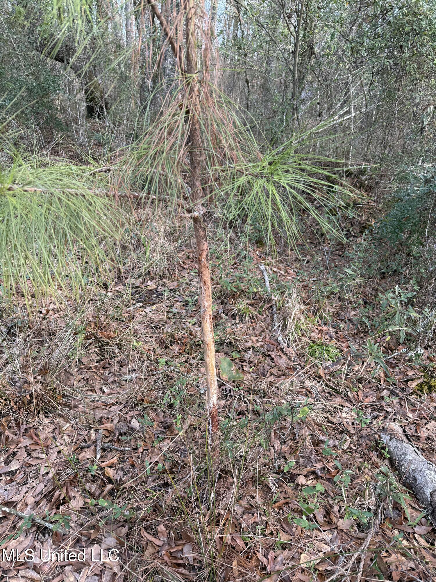 County Line Road, Summit, Mississippi image 6