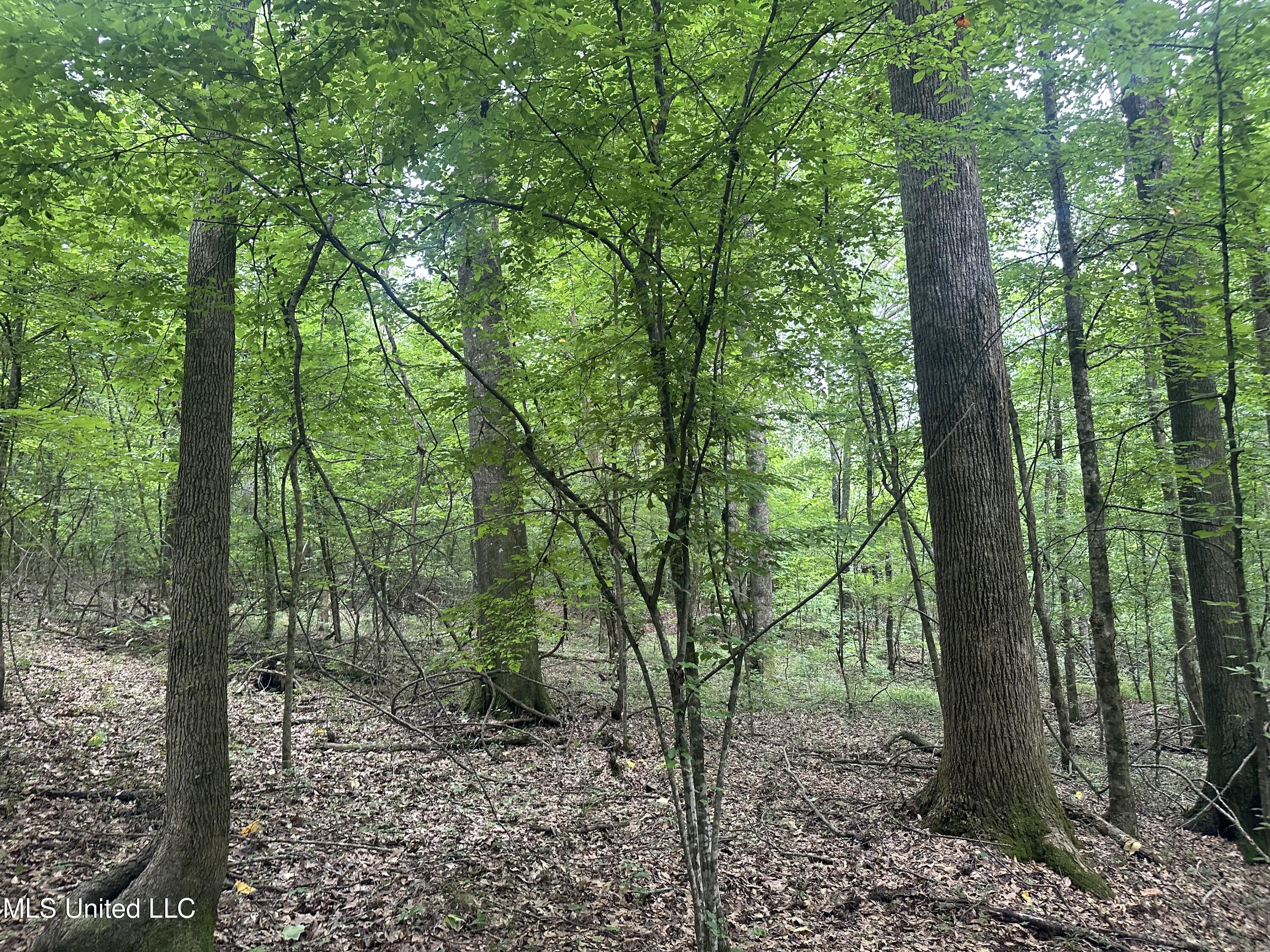 Gessler Rd, Benton, Mississippi image 6