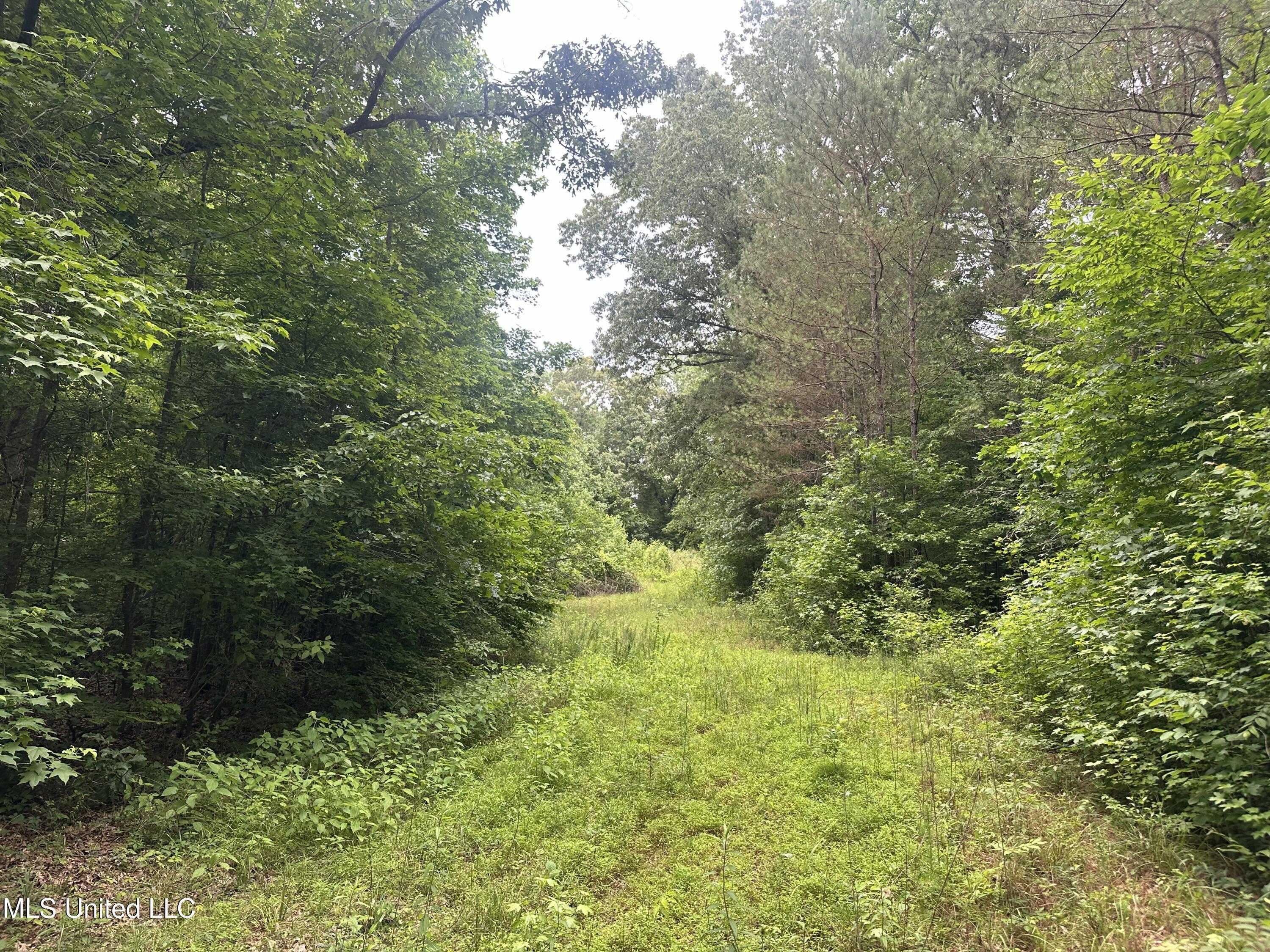 Gessler Rd, Benton, Mississippi image 3