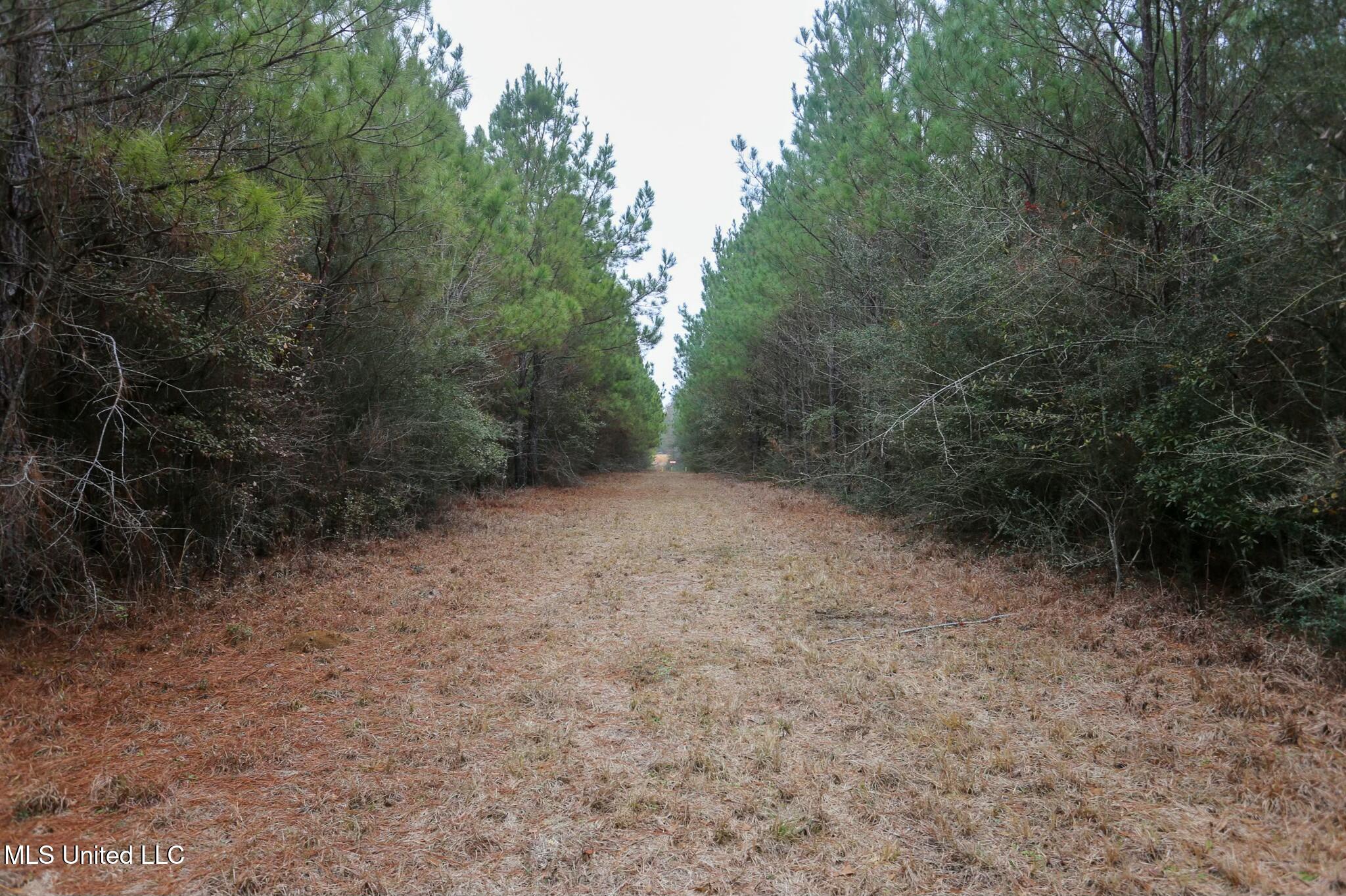 D A Dyess Road, Carson, Mississippi image 40