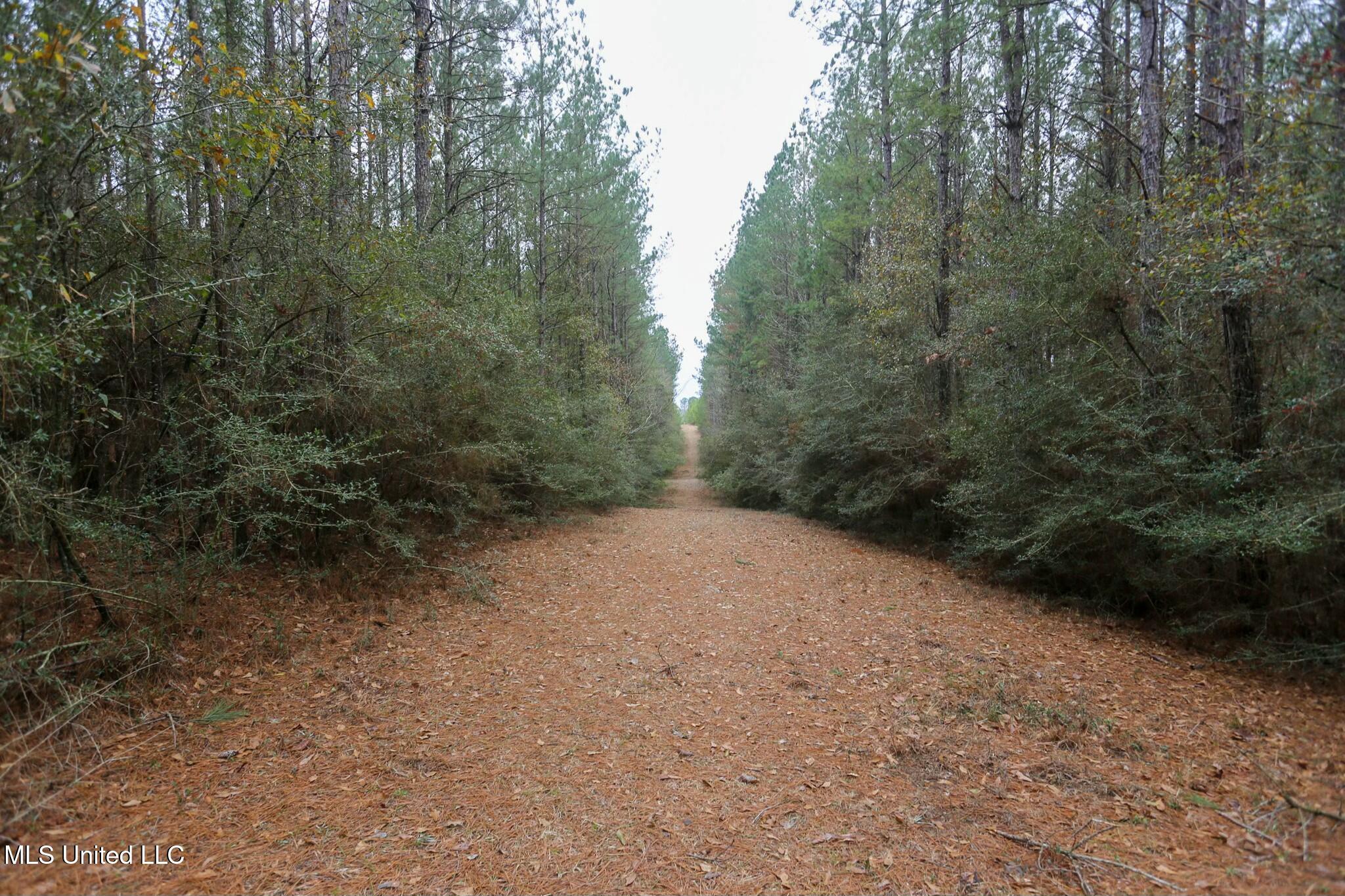 D A Dyess Road, Carson, Mississippi image 20