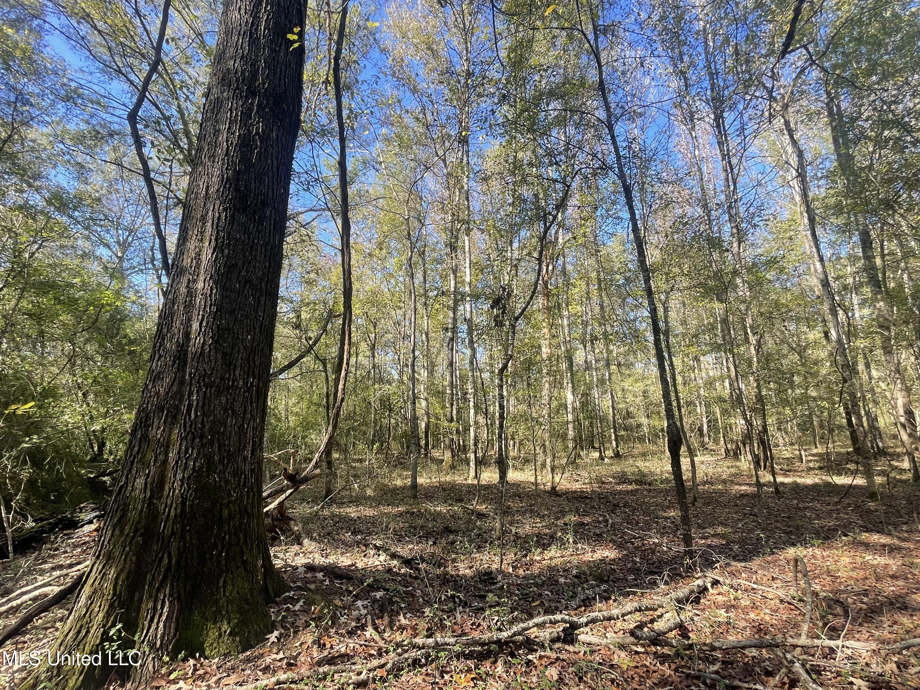 Lep Childress Rd, Flora, Mississippi image 9