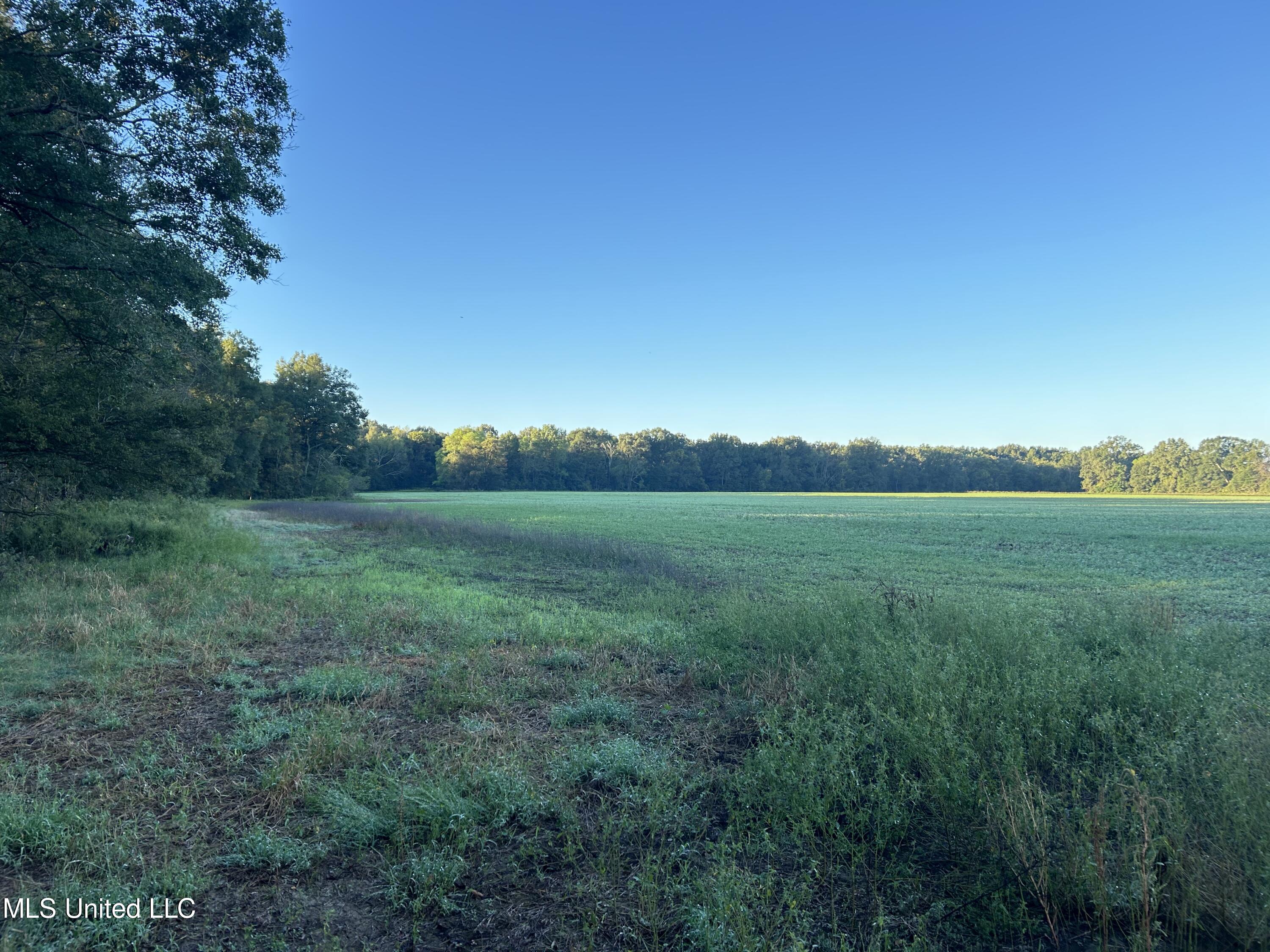 Off Of Trotter Road, Yazoo City, Mississippi image 8