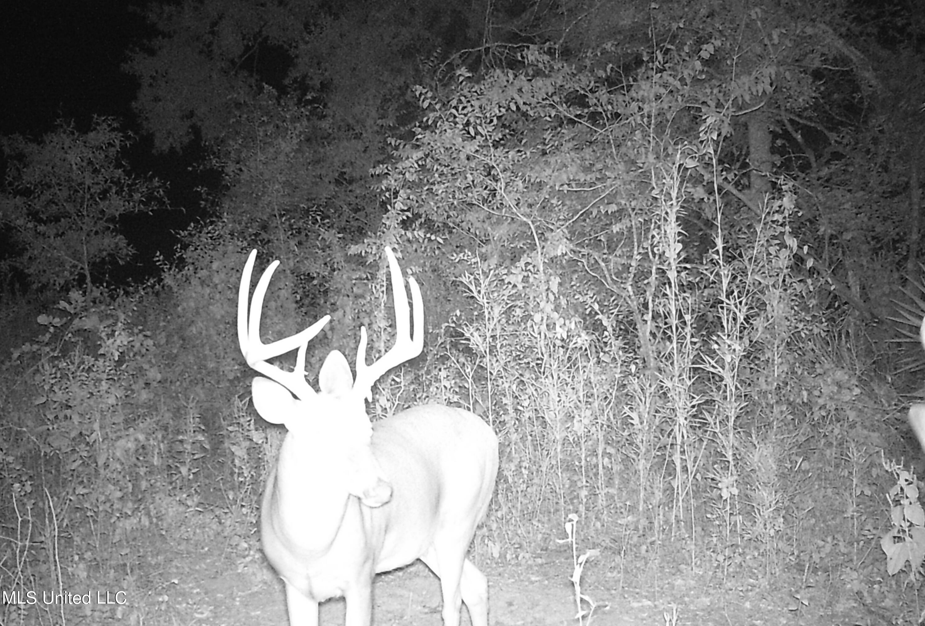 Off Of Trotter Road, Yazoo City, Mississippi image 28