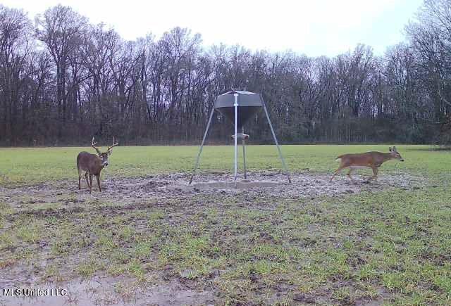 Off Of Trotter Road, Yazoo City, Mississippi image 37