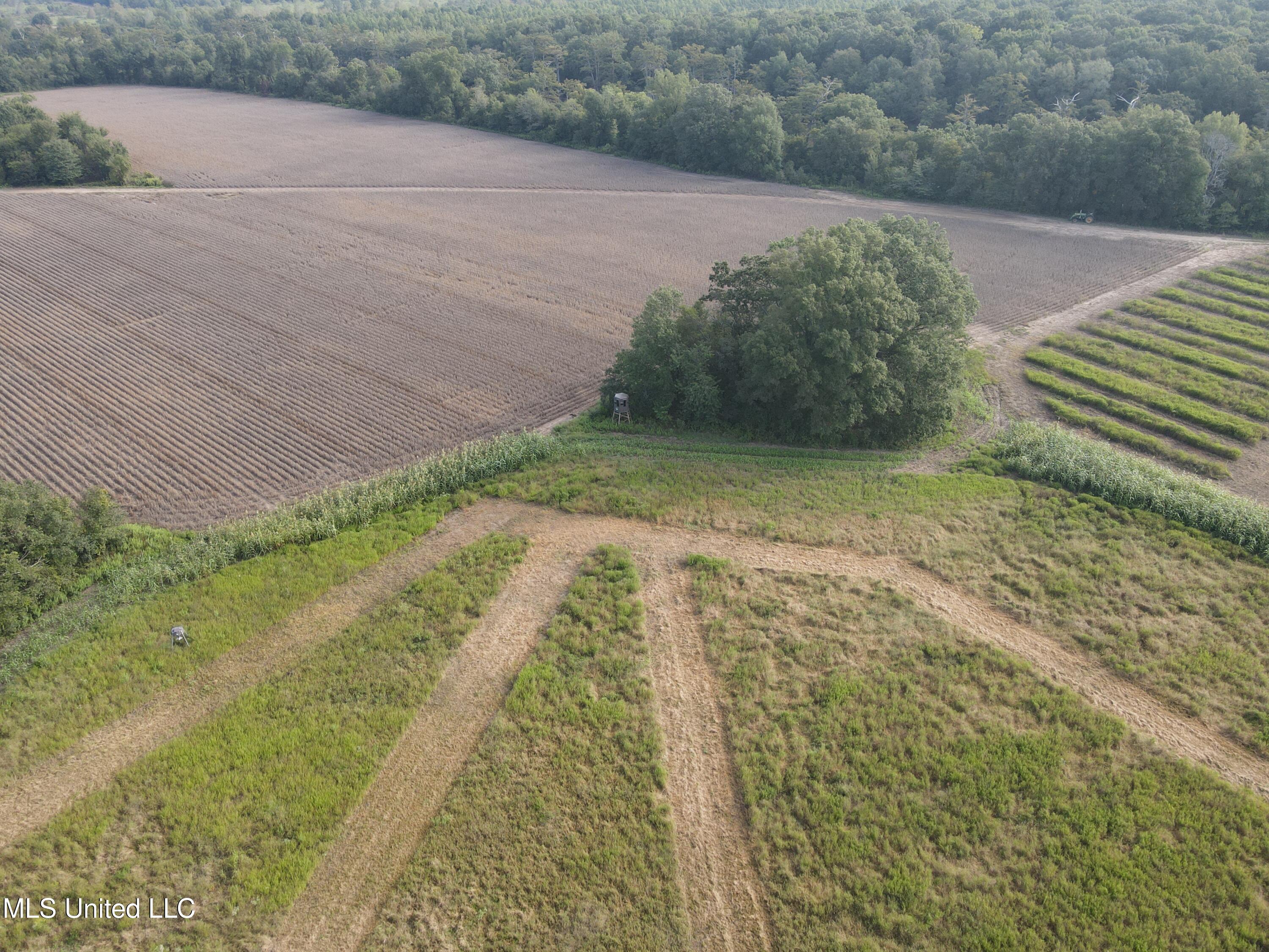 Off Of Trotter Road, Yazoo City, Mississippi image 4