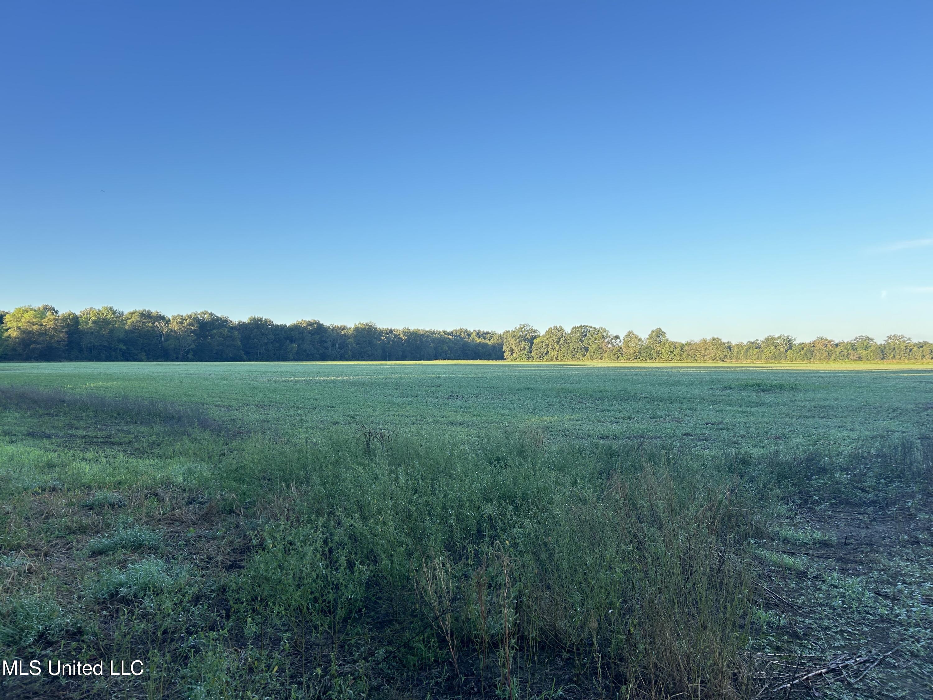 Off Of Trotter Road, Yazoo City, Mississippi image 7