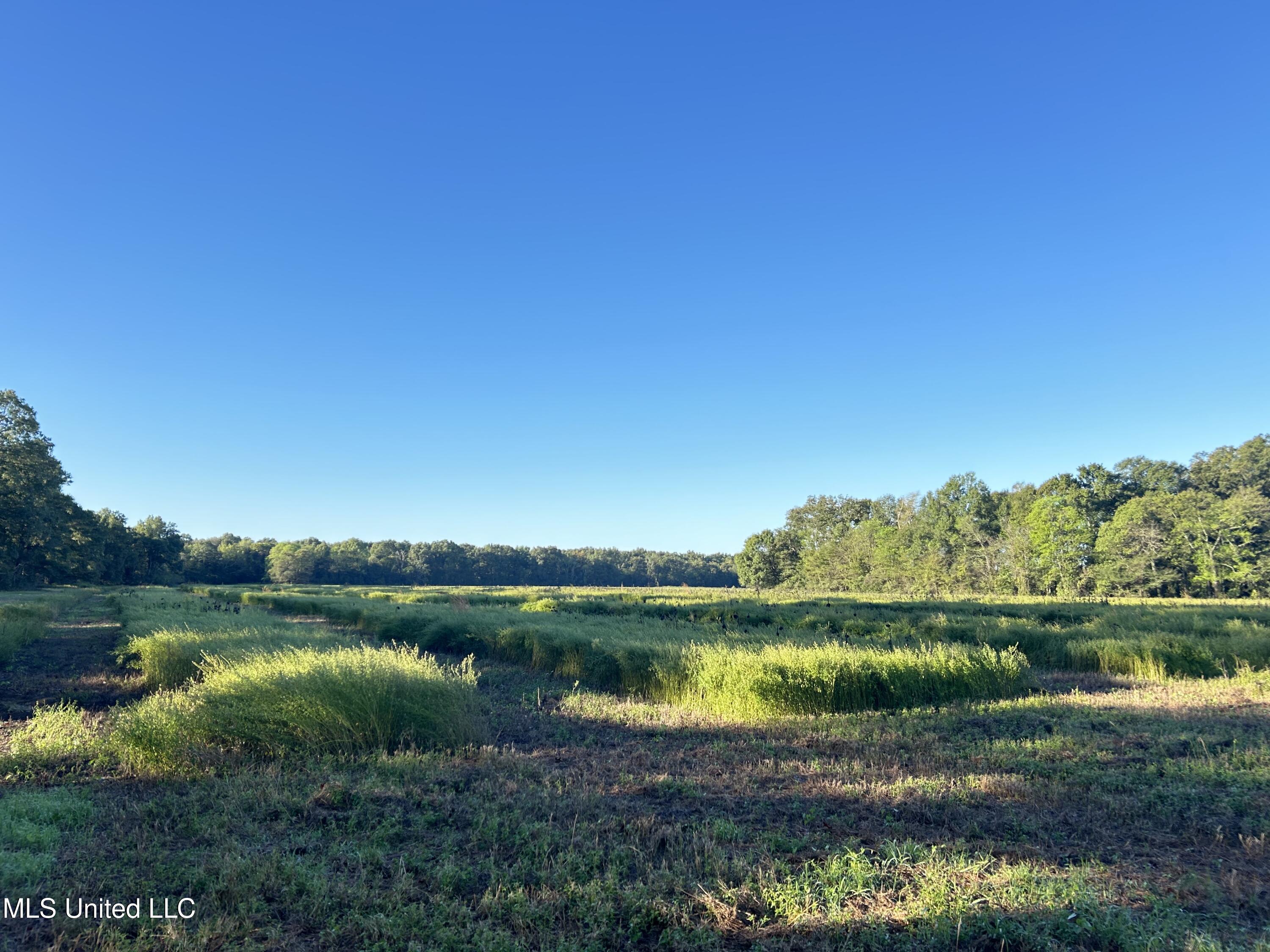 Off Of Trotter Road, Yazoo City, Mississippi image 20