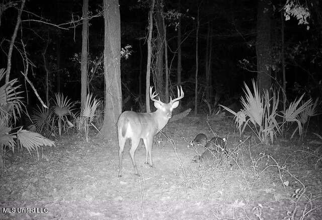 Off Of Trotter Road, Yazoo City, Mississippi image 27