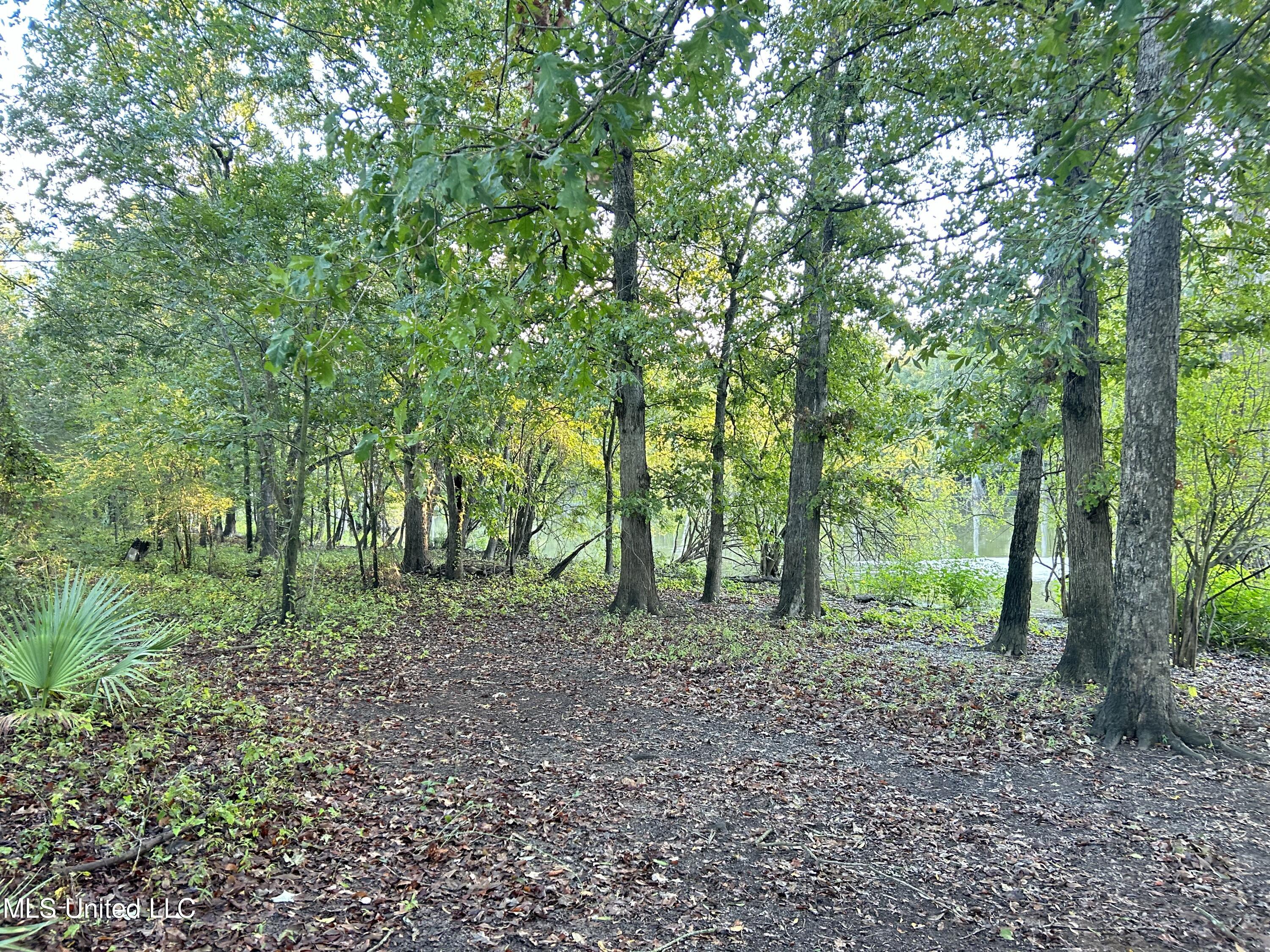 Off Of Trotter Road, Yazoo City, Mississippi image 9