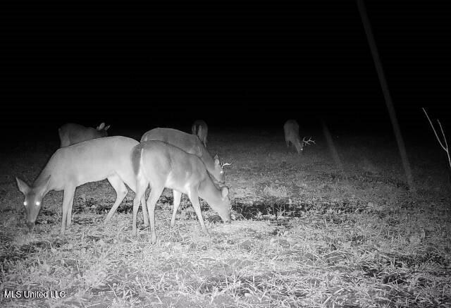 Off Of Trotter Road, Yazoo City, Mississippi image 24