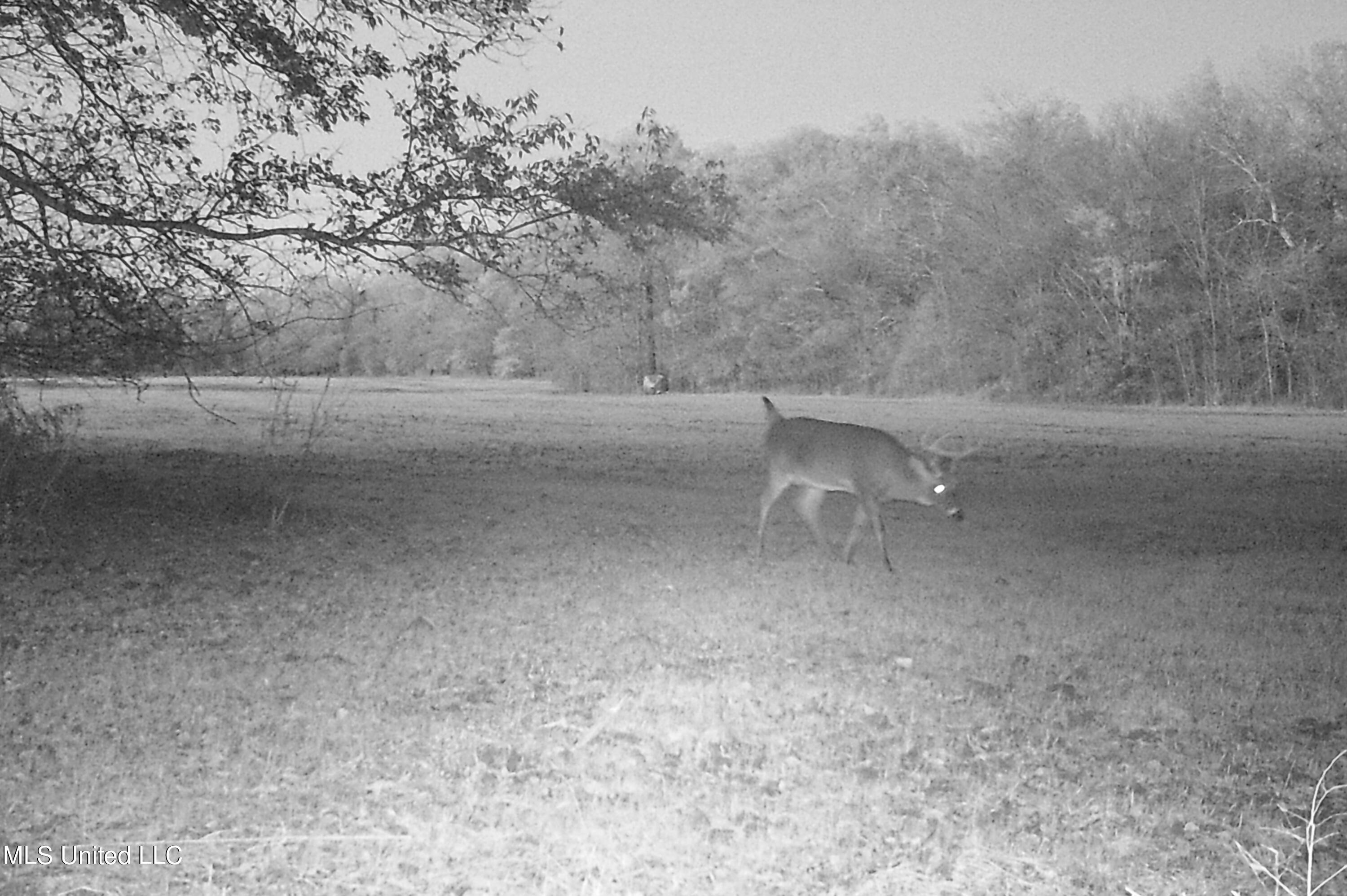 Off Of Trotter Road, Yazoo City, Mississippi image 32