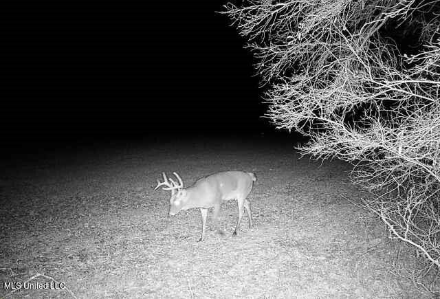 Off Of Trotter Road, Yazoo City, Mississippi image 38