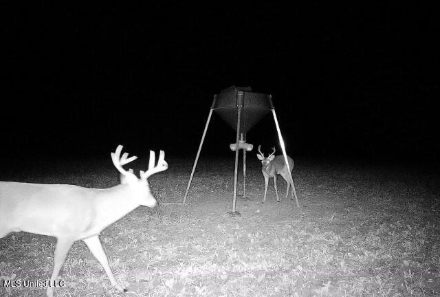 Off Of Trotter Road, Yazoo City, Mississippi image 39