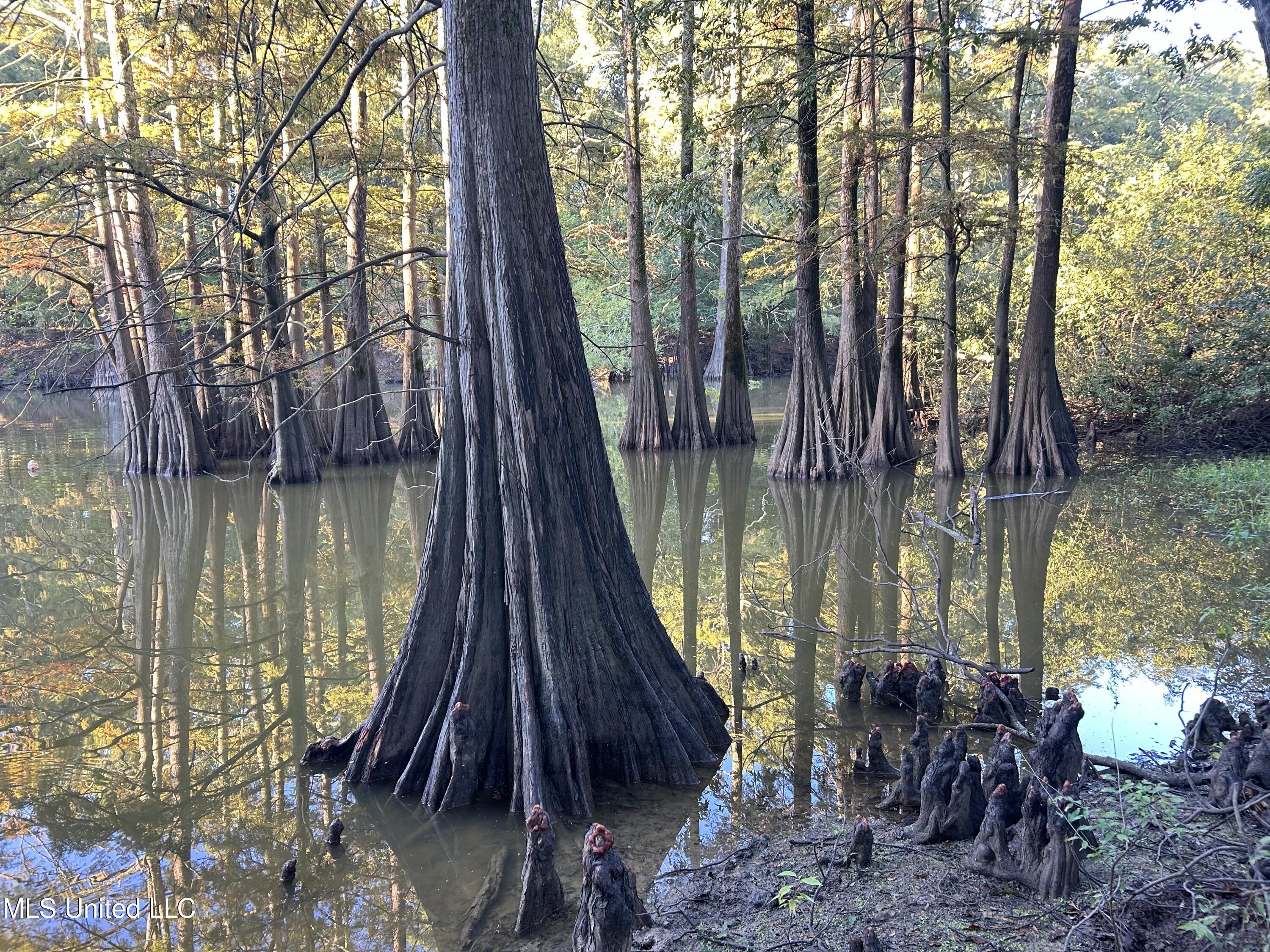 Off Of Trotter Road, Yazoo City, Mississippi image 15