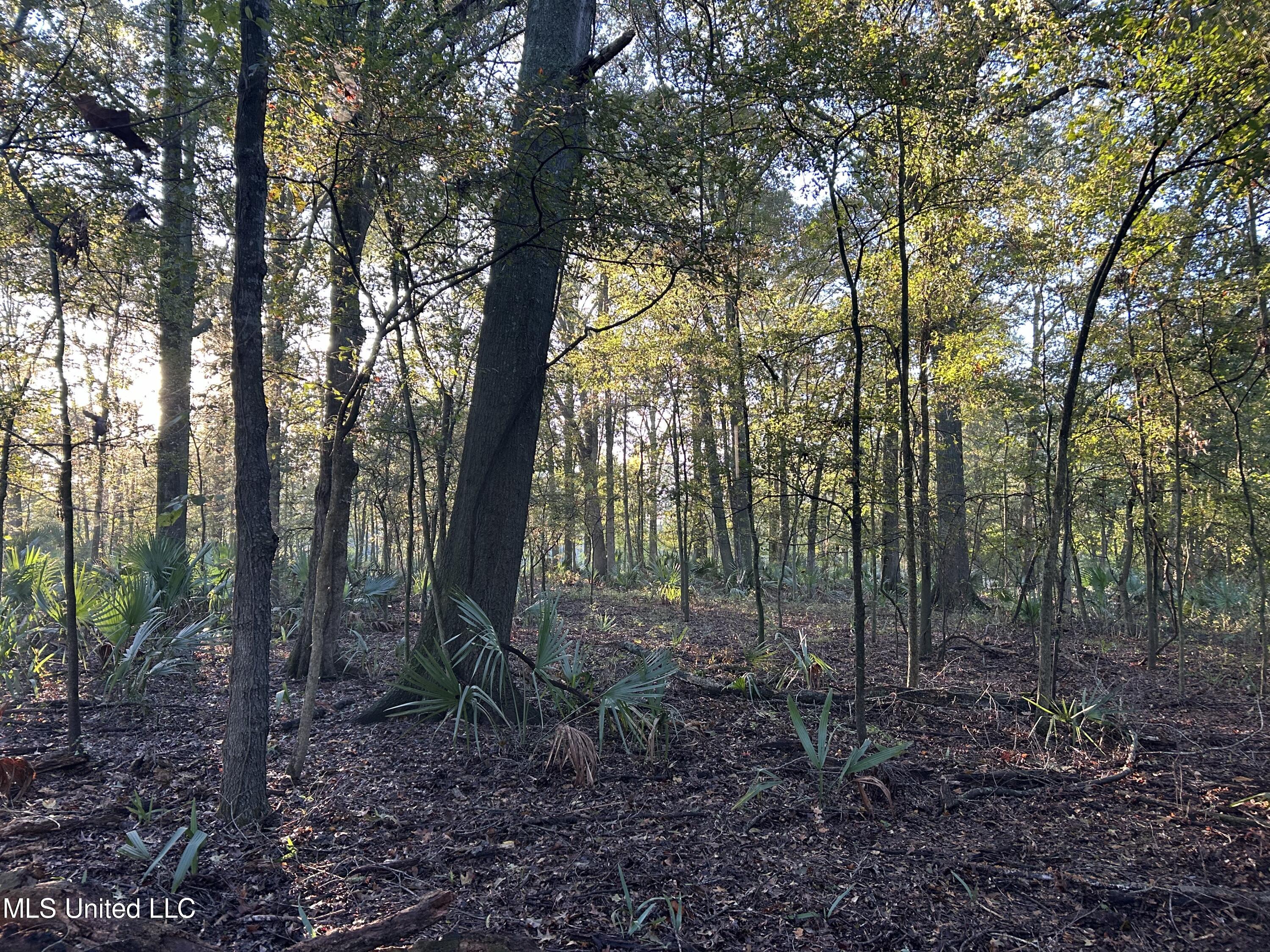 Off Of Trotter Road, Yazoo City, Mississippi image 12