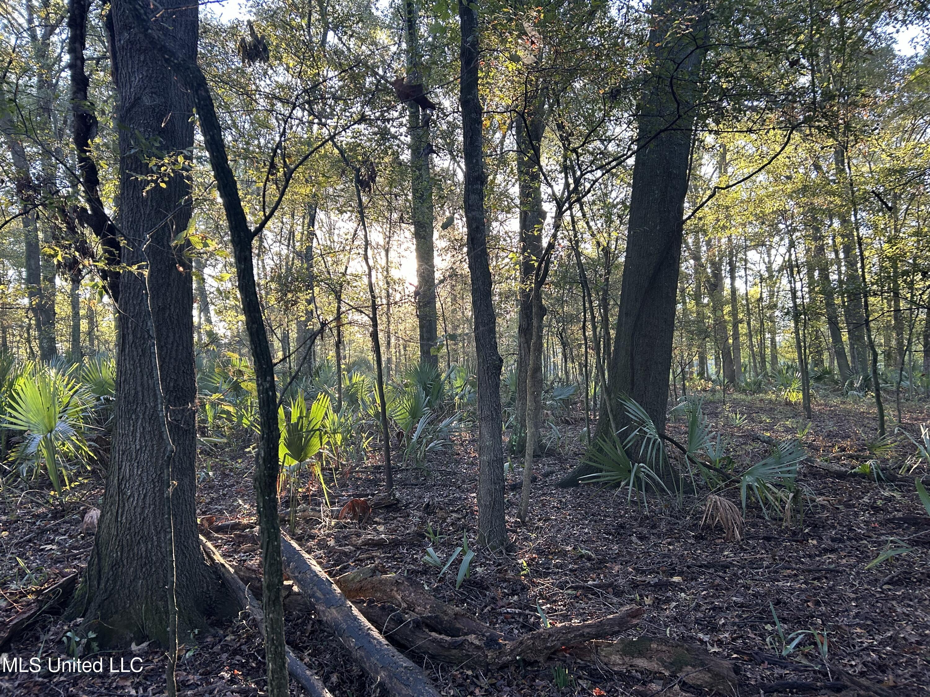 Off Of Trotter Road, Yazoo City, Mississippi image 11