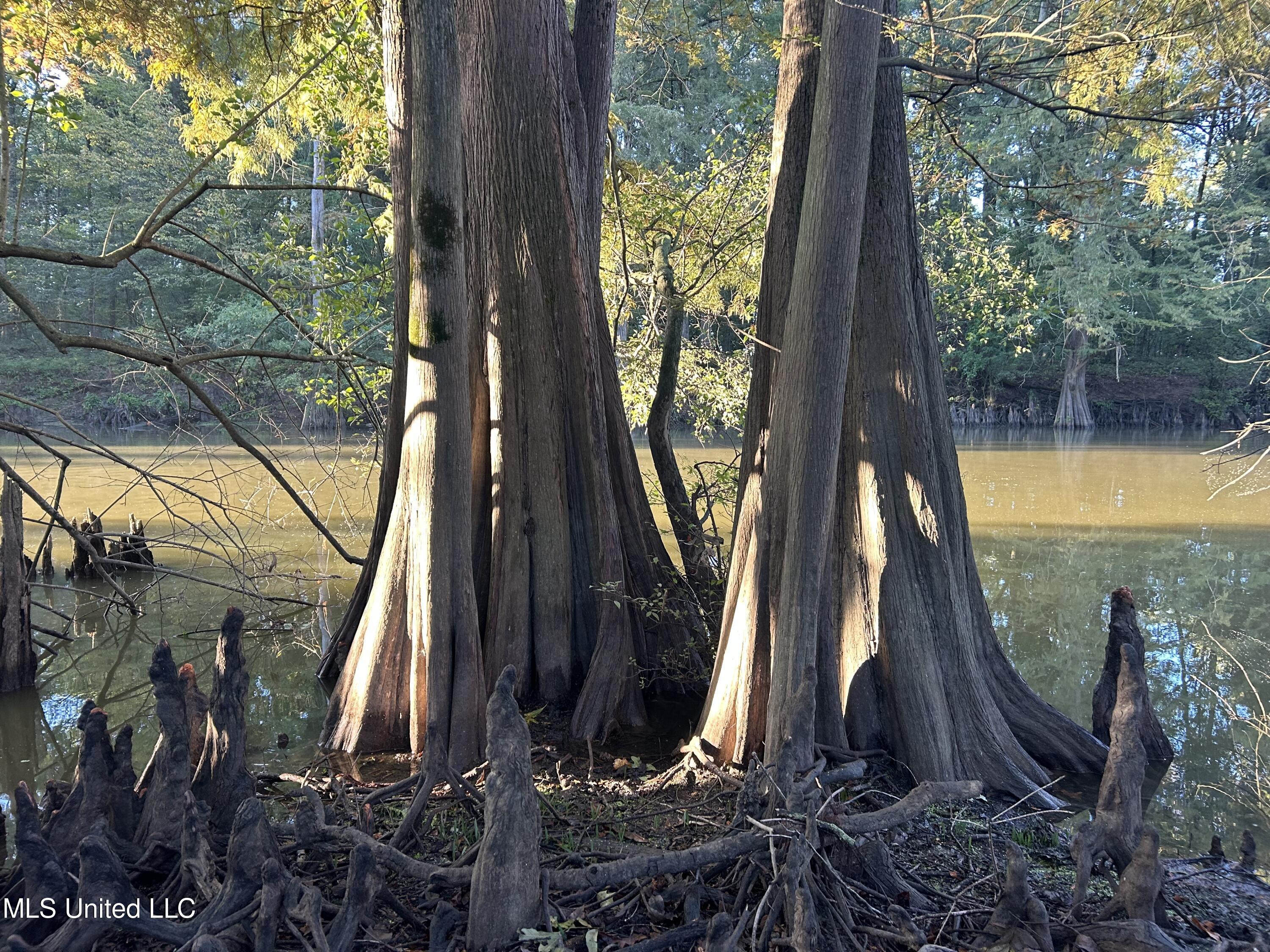 Off Of Trotter Road, Yazoo City, Mississippi image 17