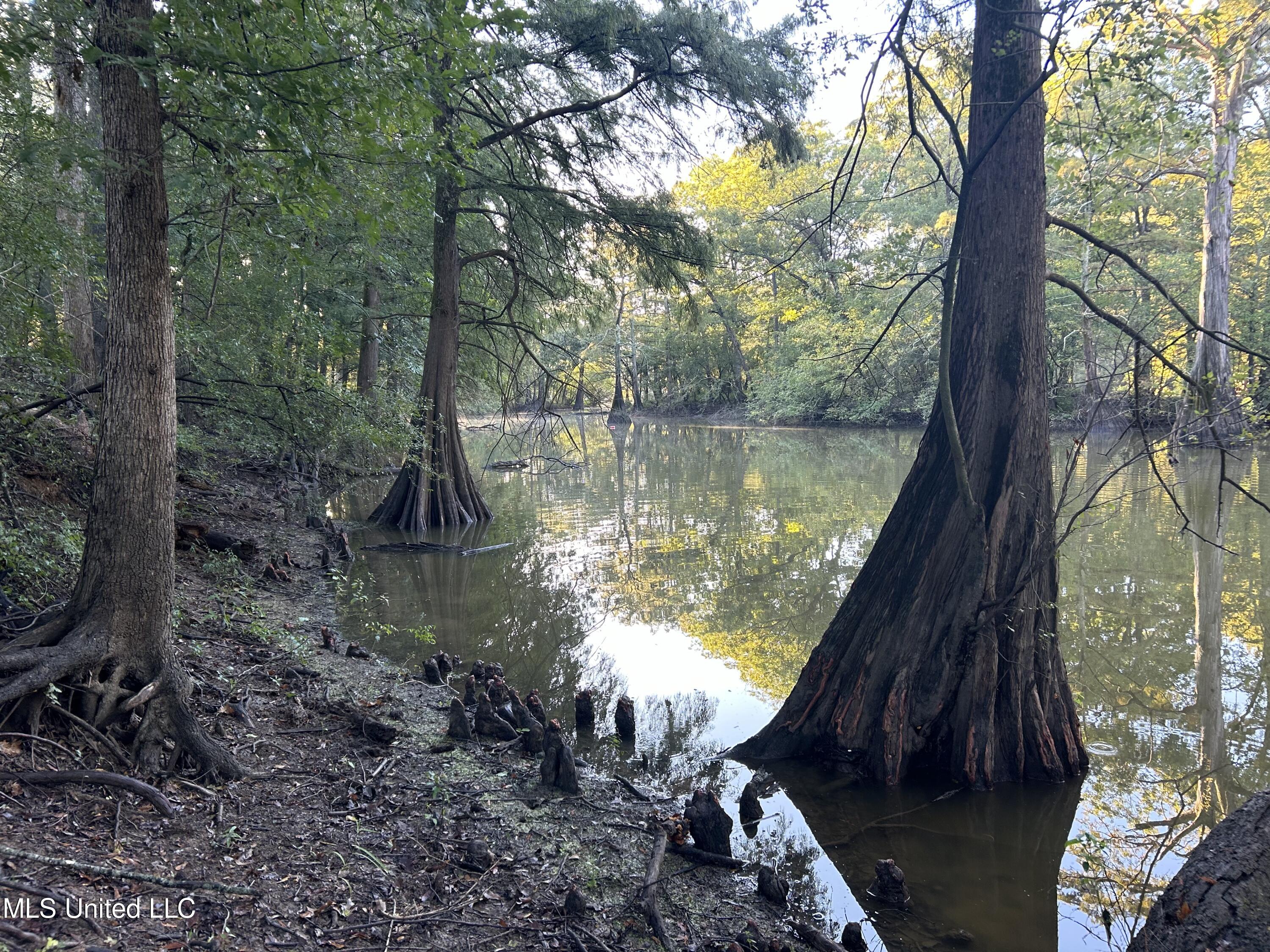 Off Of Trotter Road, Yazoo City, Mississippi image 14