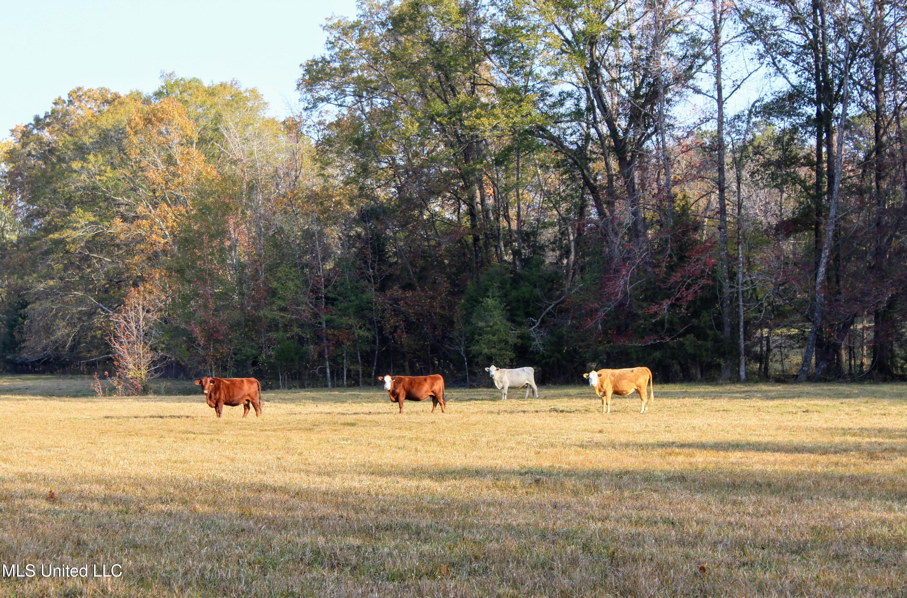 Tbd Cr 145, Bruce, Mississippi image 3