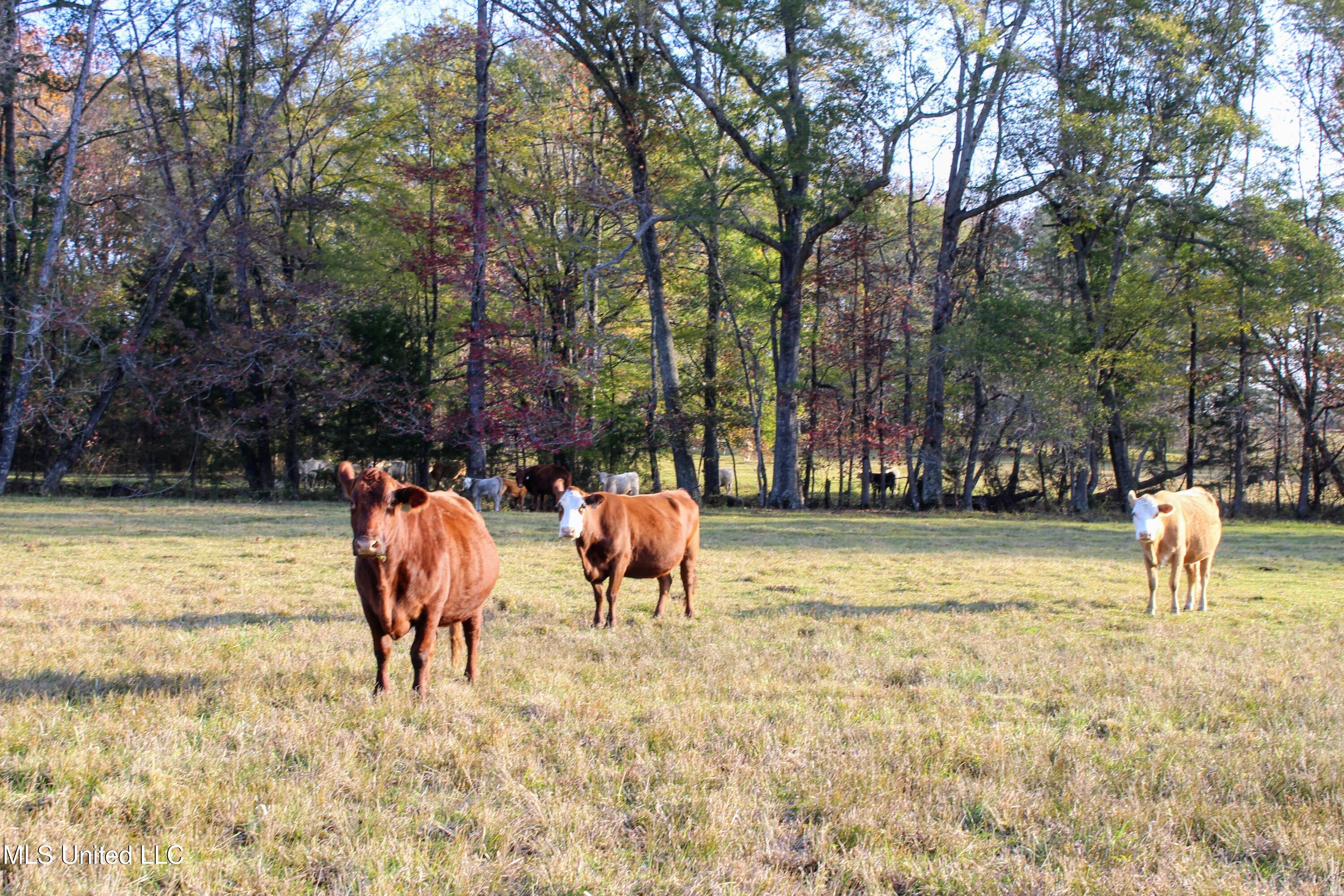 Tbd Cr 145, Bruce, Mississippi image 14