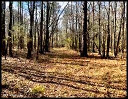 00 Hwy 43, Carthage, Mississippi image 12