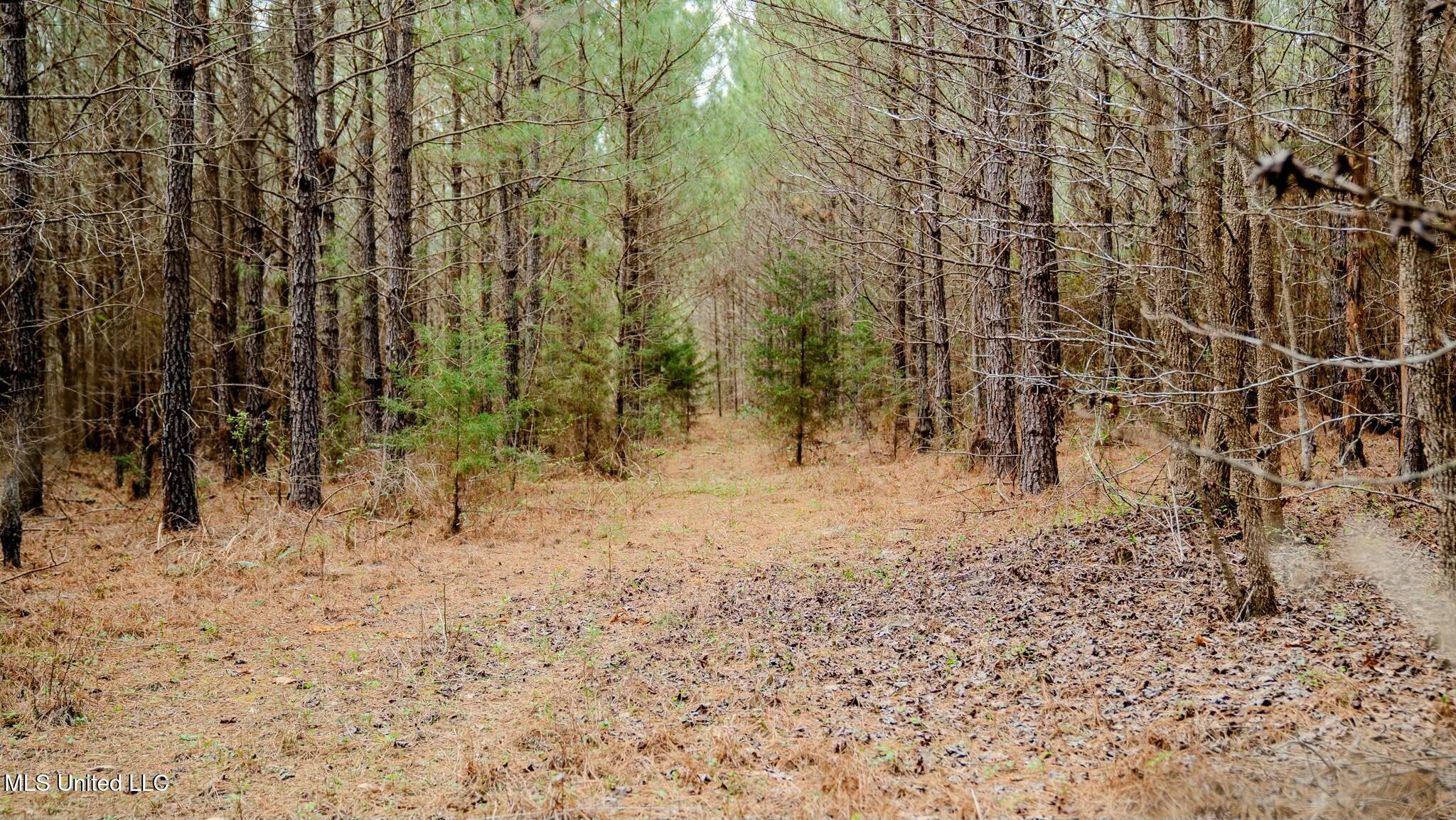 0000 Elijah Graham Road, Noxapater, Mississippi image 13