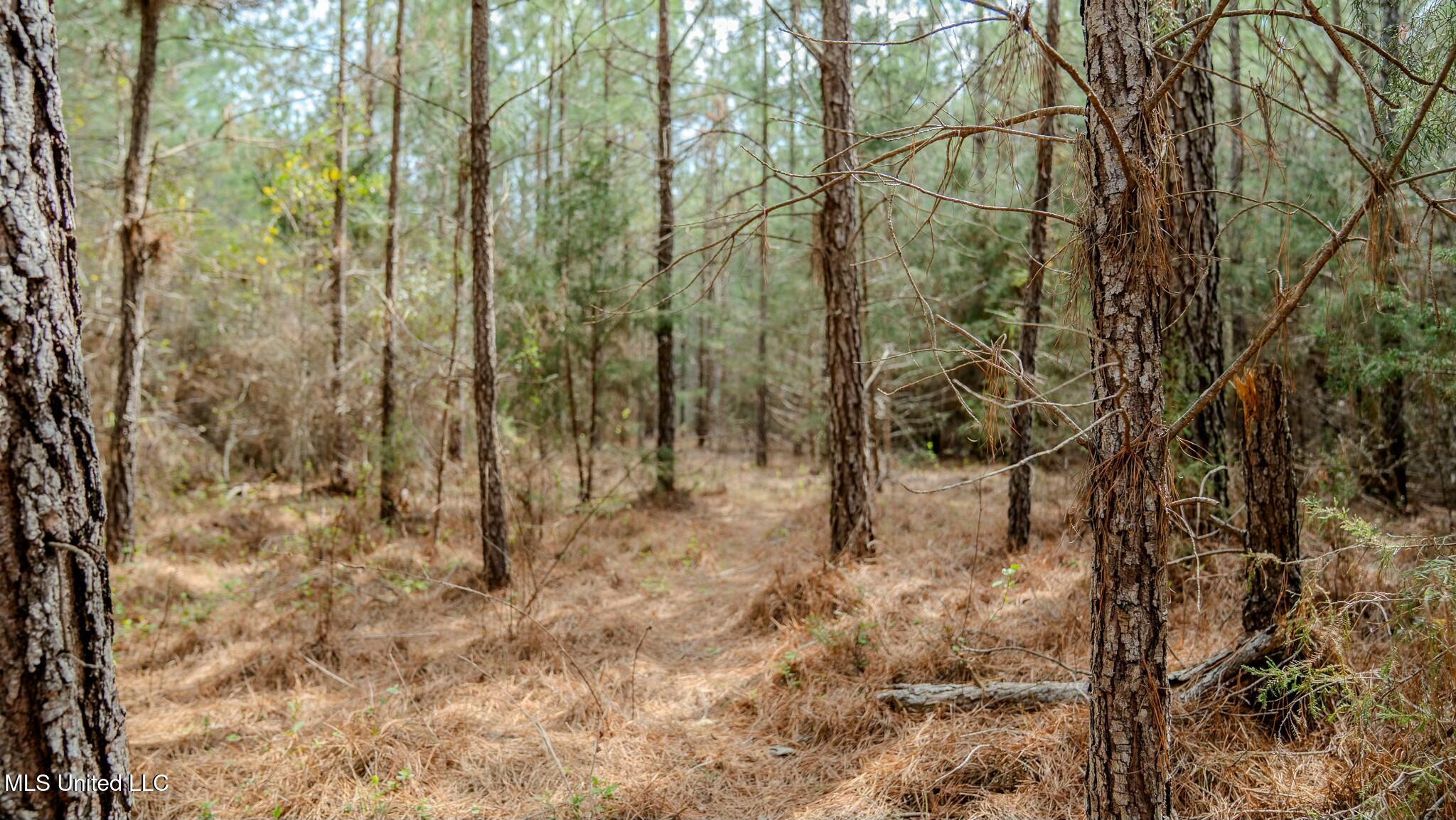 0000 Elijah Graham Road, Noxapater, Mississippi image 9