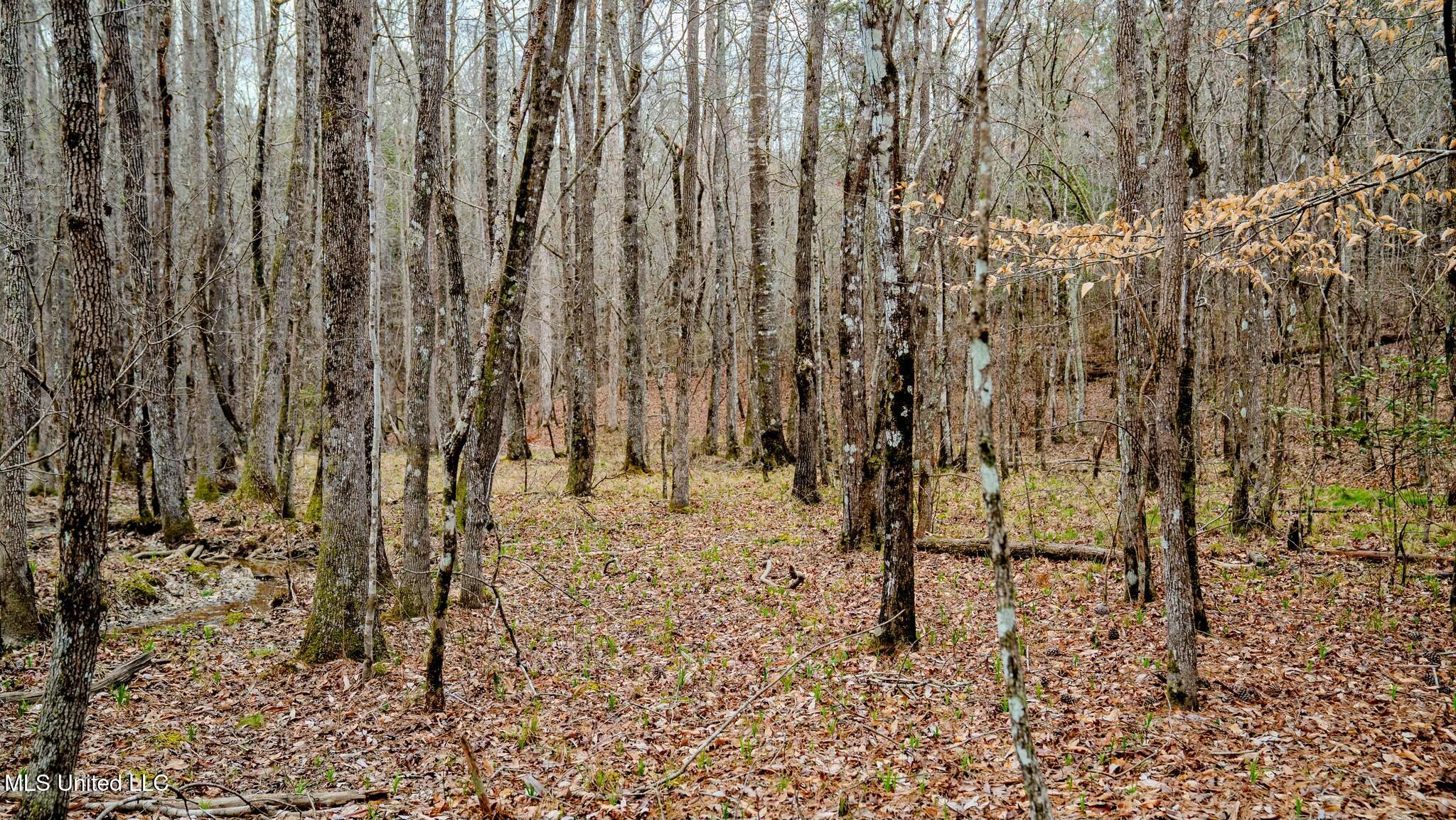0000 Elijah Graham Road, Noxapater, Mississippi image 23