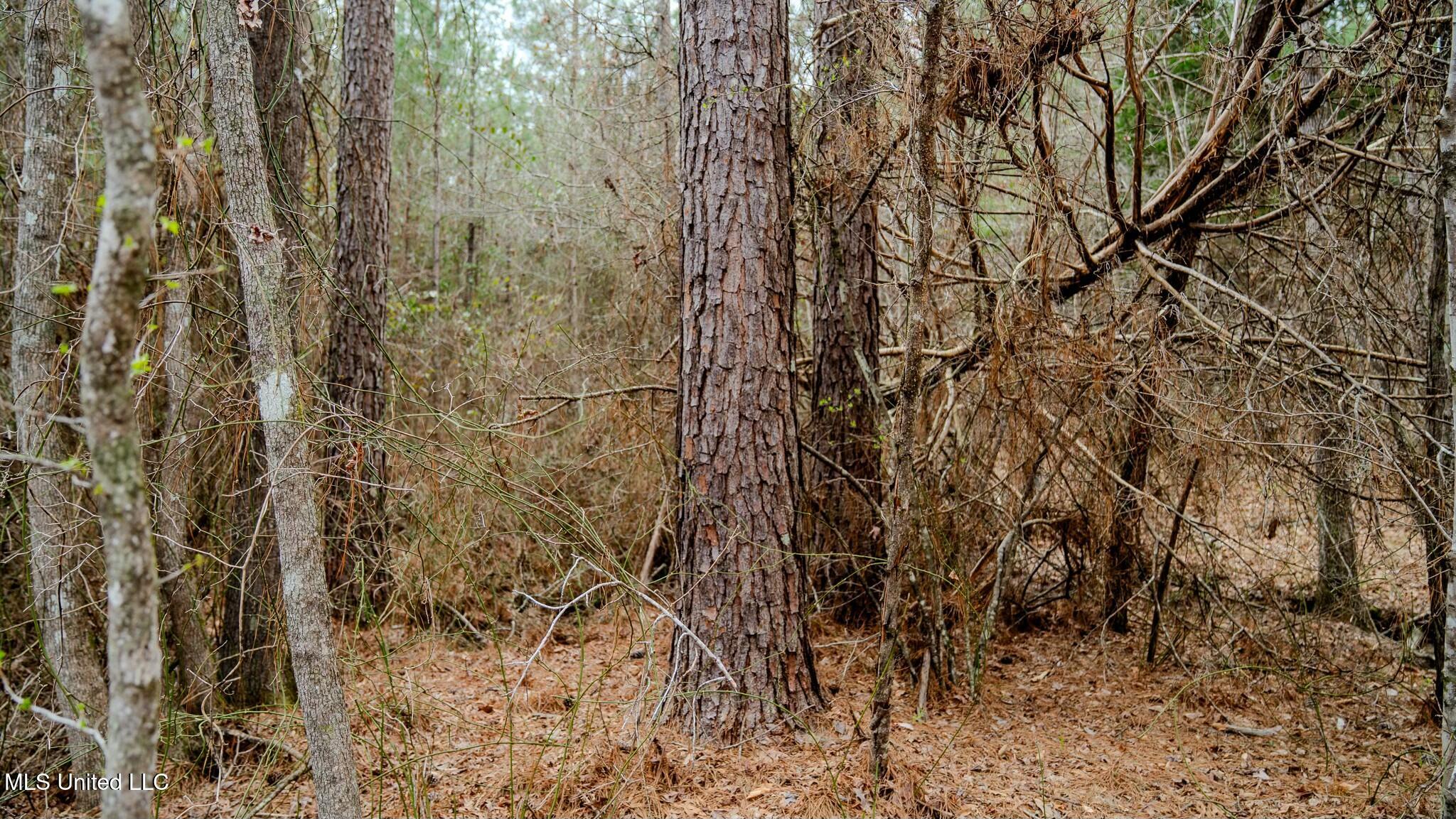 0000 Elijah Graham Road, Noxapater, Mississippi image 18
