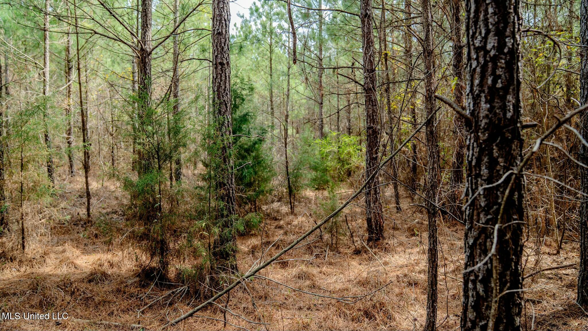 0000 Elijah Graham Road, Noxapater, Mississippi image 10
