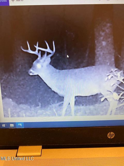 Vacant Land For Sale - 2898 Whetstone Road<br/> Wilkinson County, Woodville, MS 39669