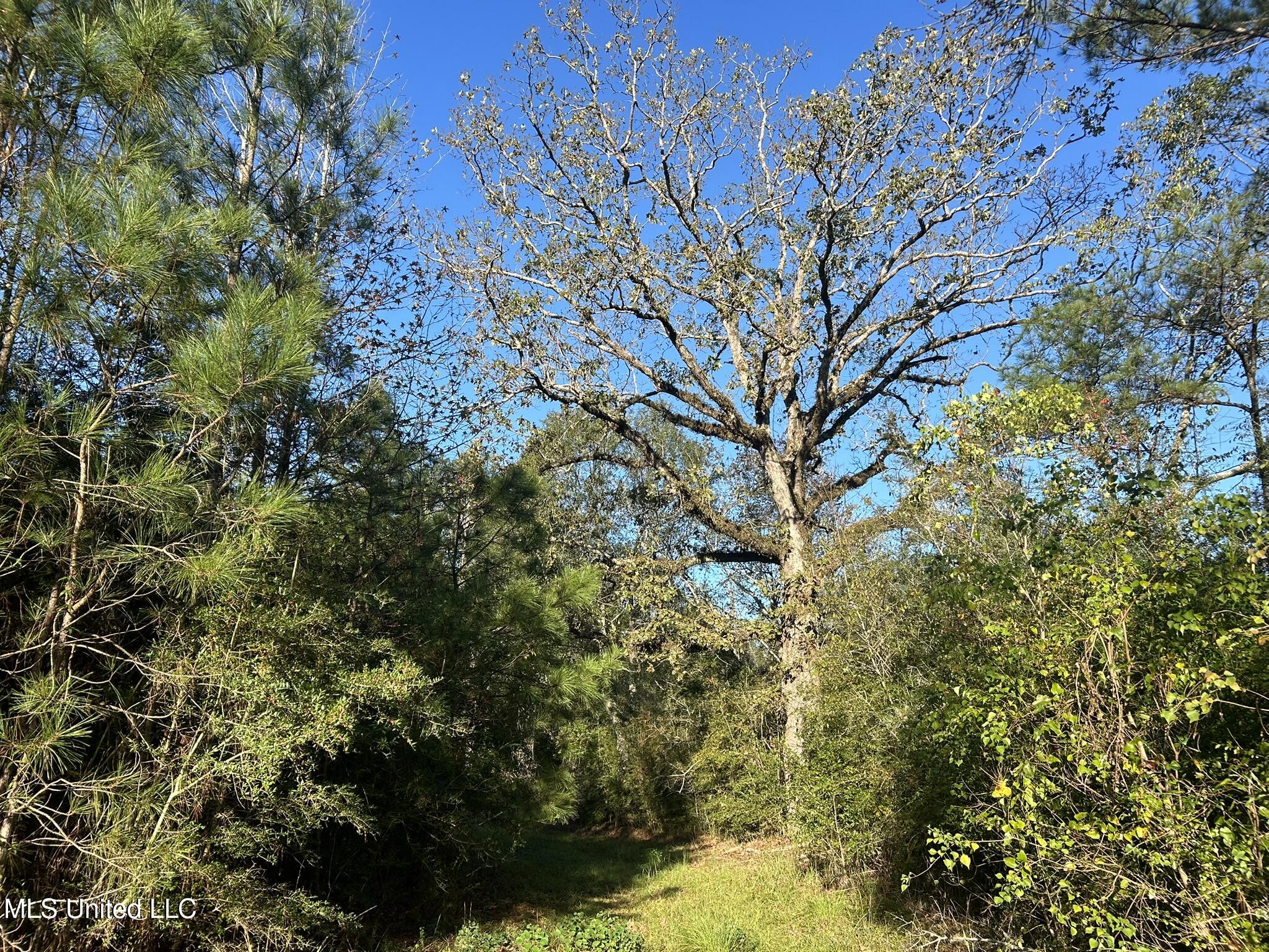 Highway 568, Magnolia, Mississippi image 27