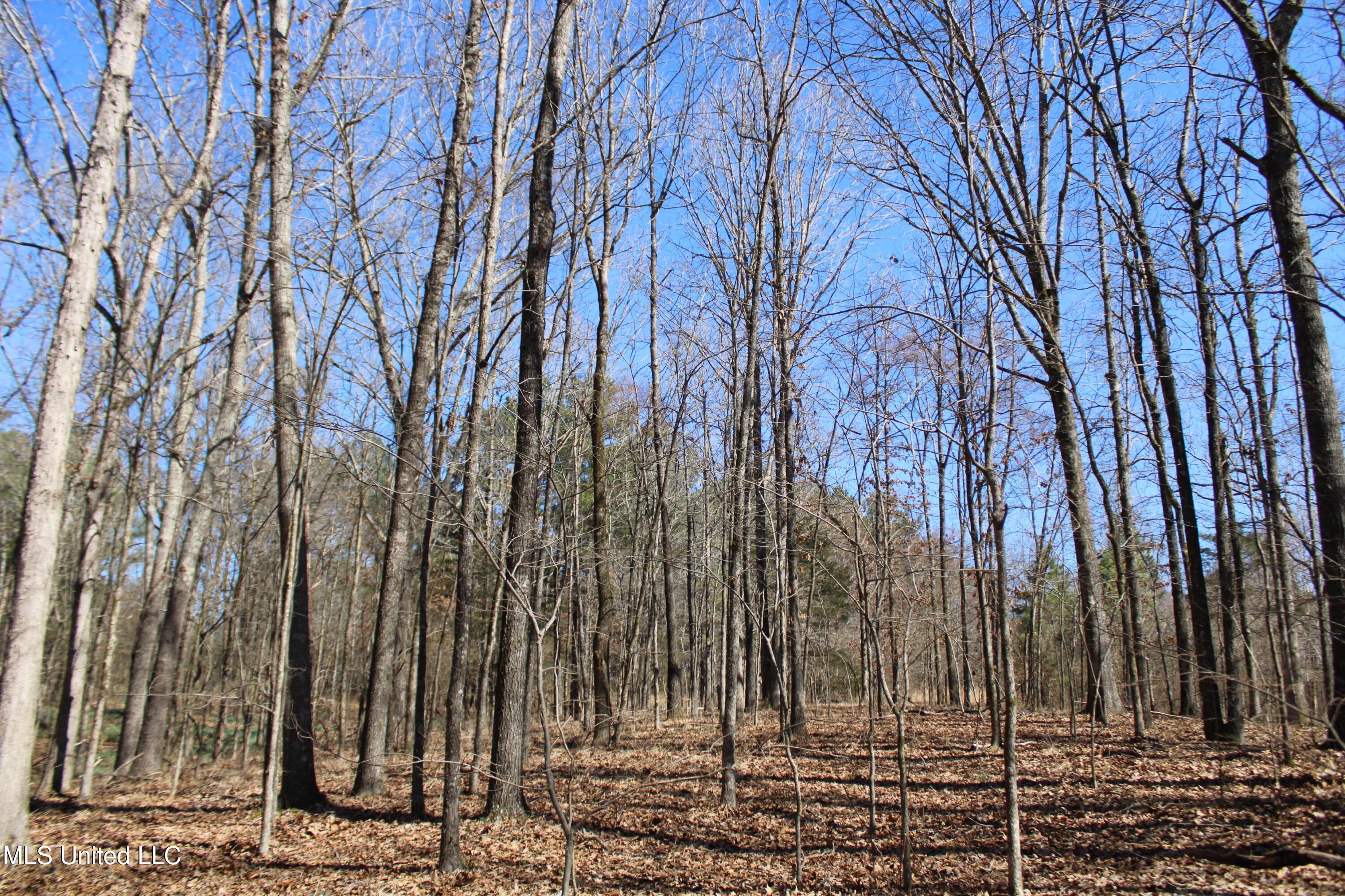 Highwoods Drive, Byhalia, Mississippi image 31