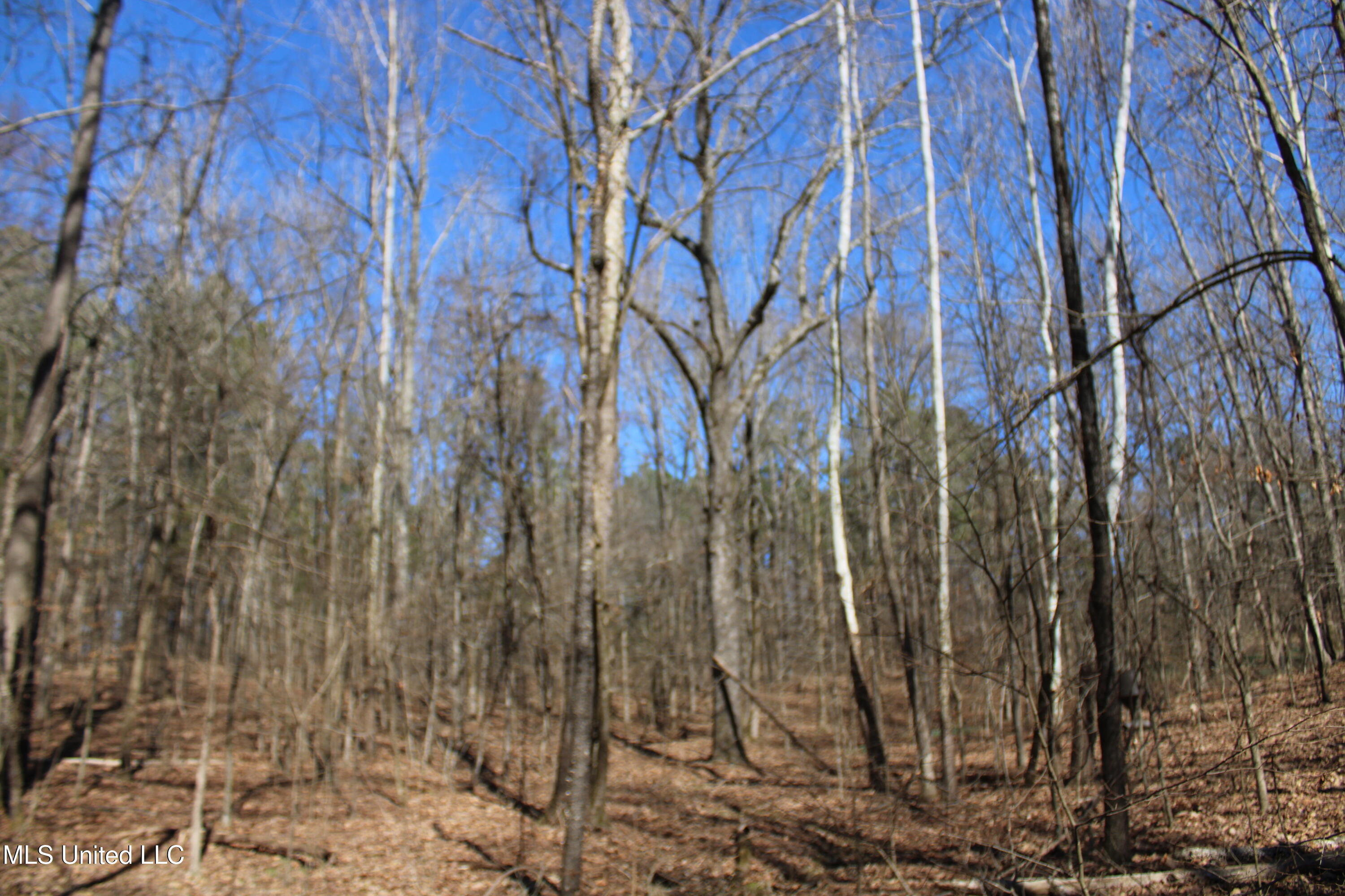 Highwoods Drive, Byhalia, Mississippi image 20