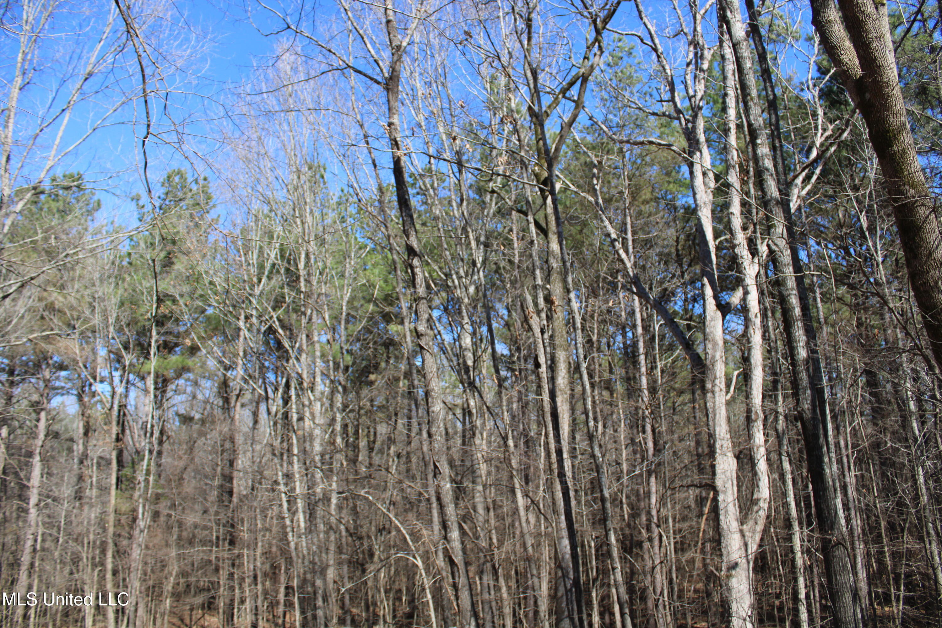 Highwoods Drive, Byhalia, Mississippi image 13