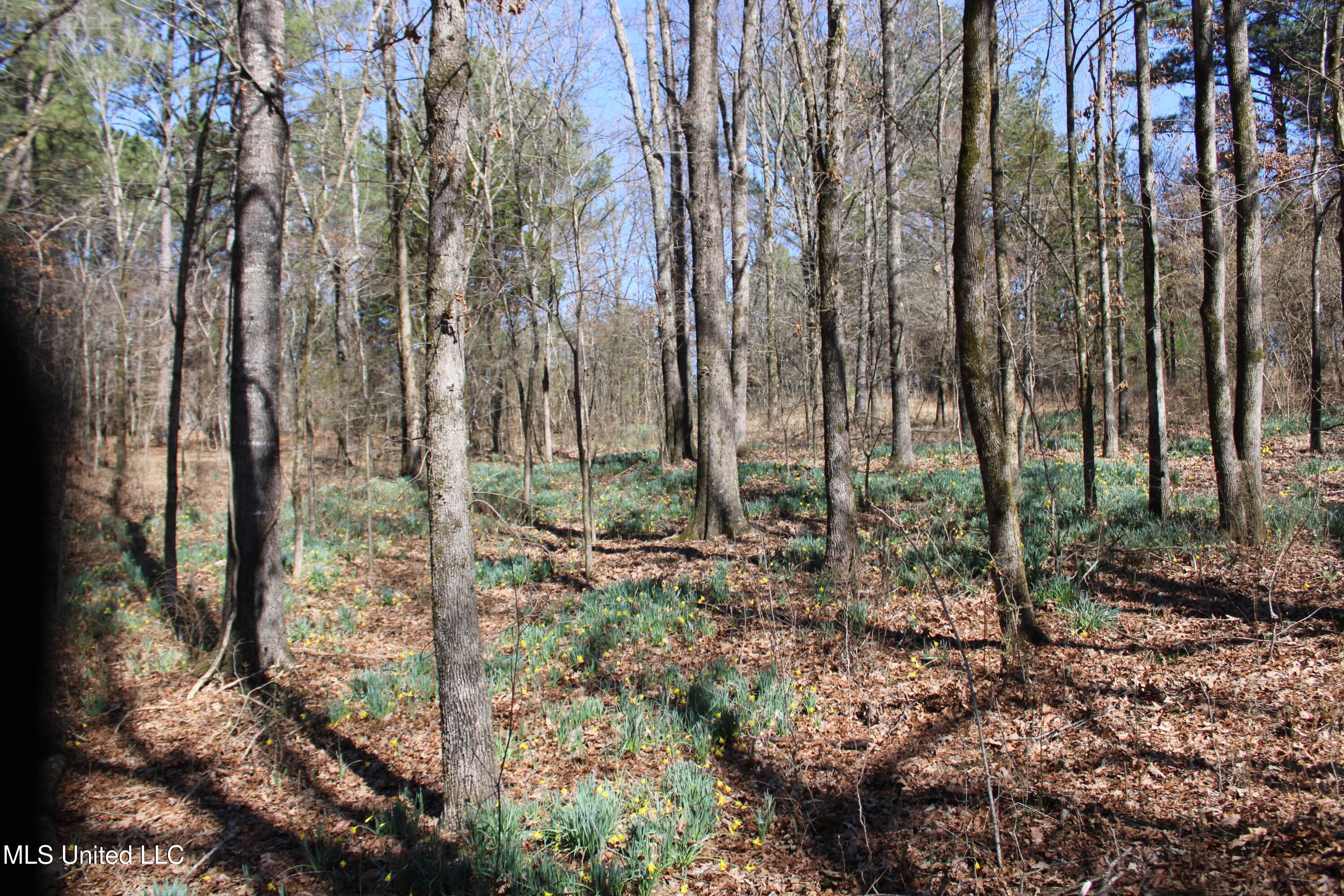 Highwoods Drive, Byhalia, Mississippi image 22