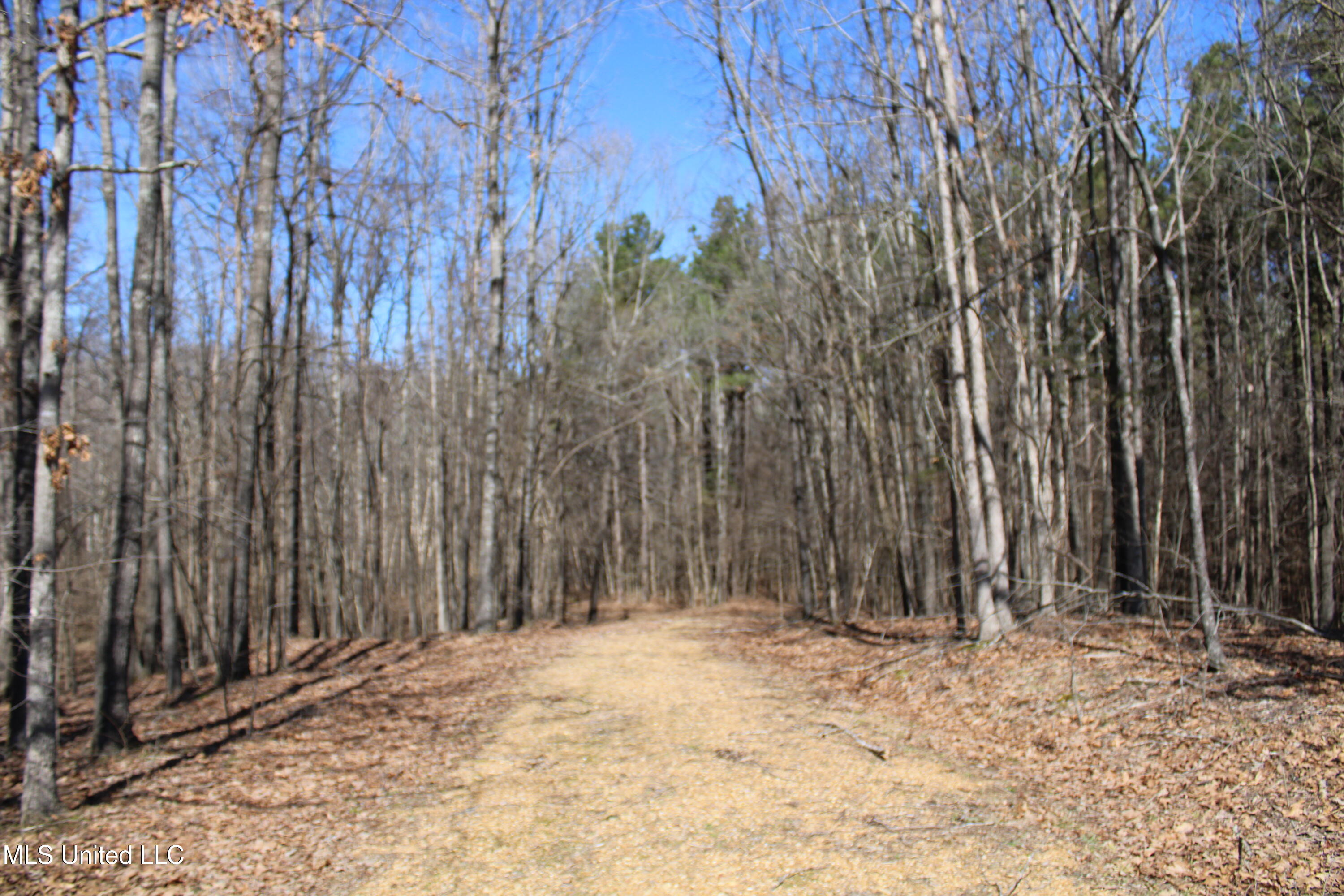 Highwoods Drive, Byhalia, Mississippi image 12