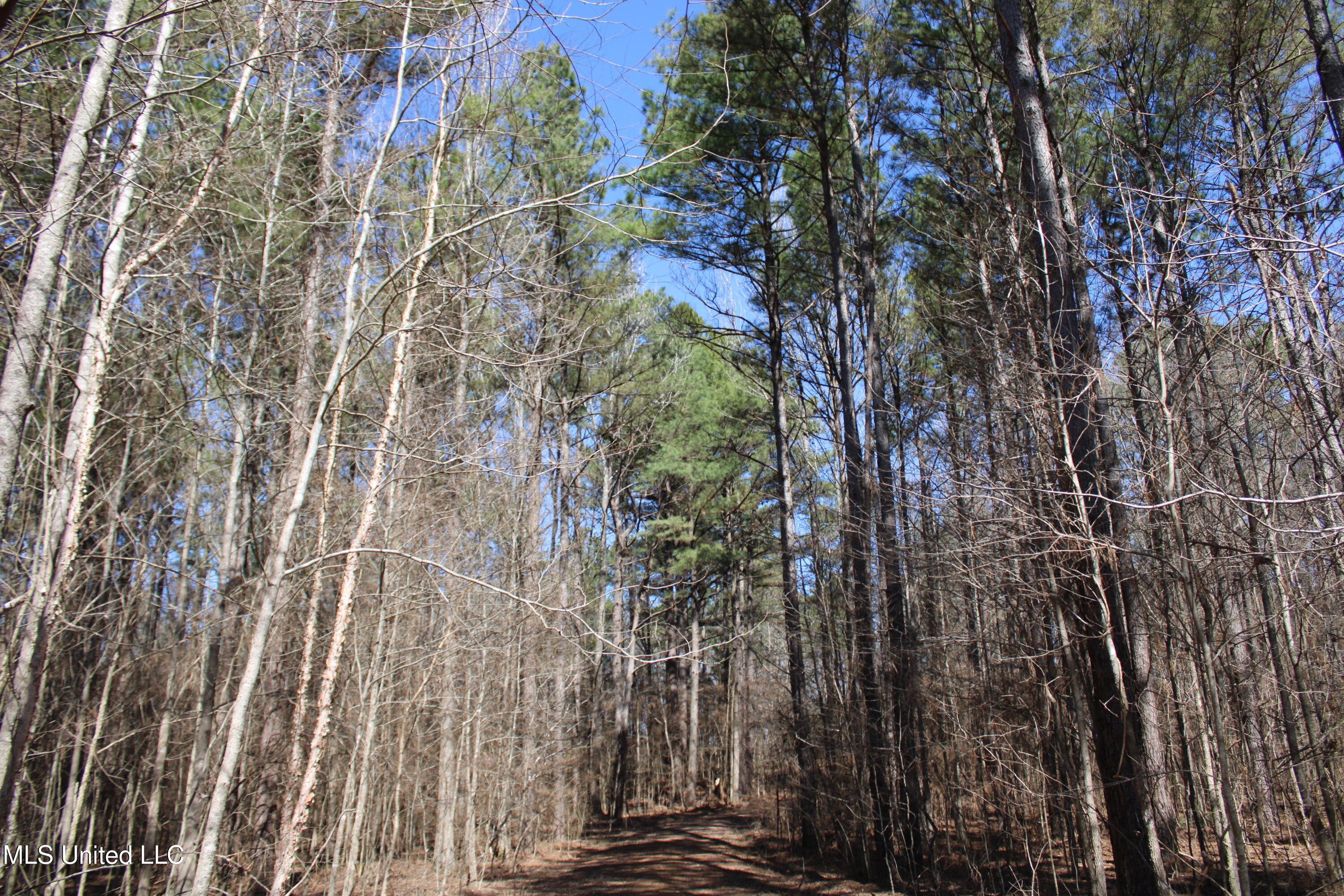 Highwoods Drive, Byhalia, Mississippi image 16